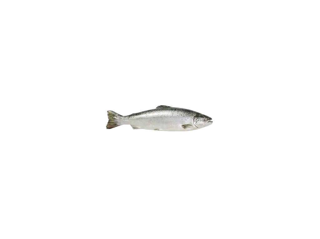 Salmone affumicato