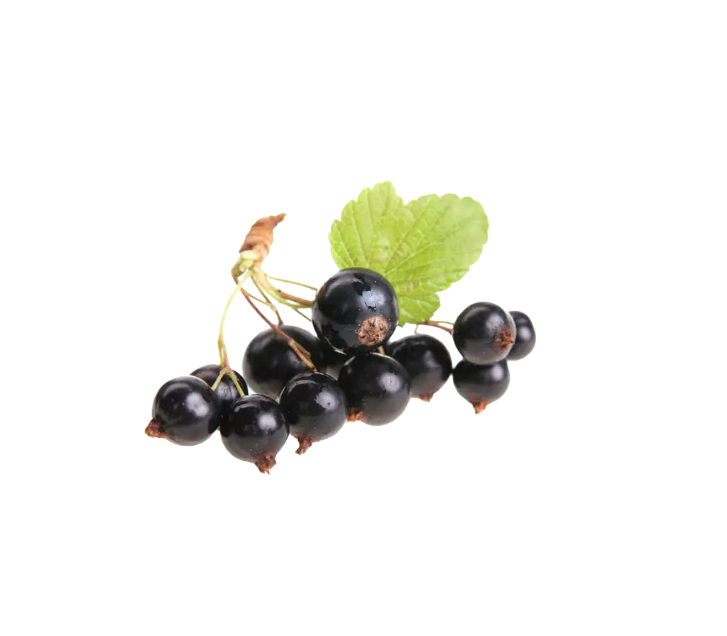 Cassis