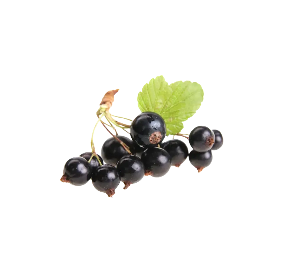 Cassis