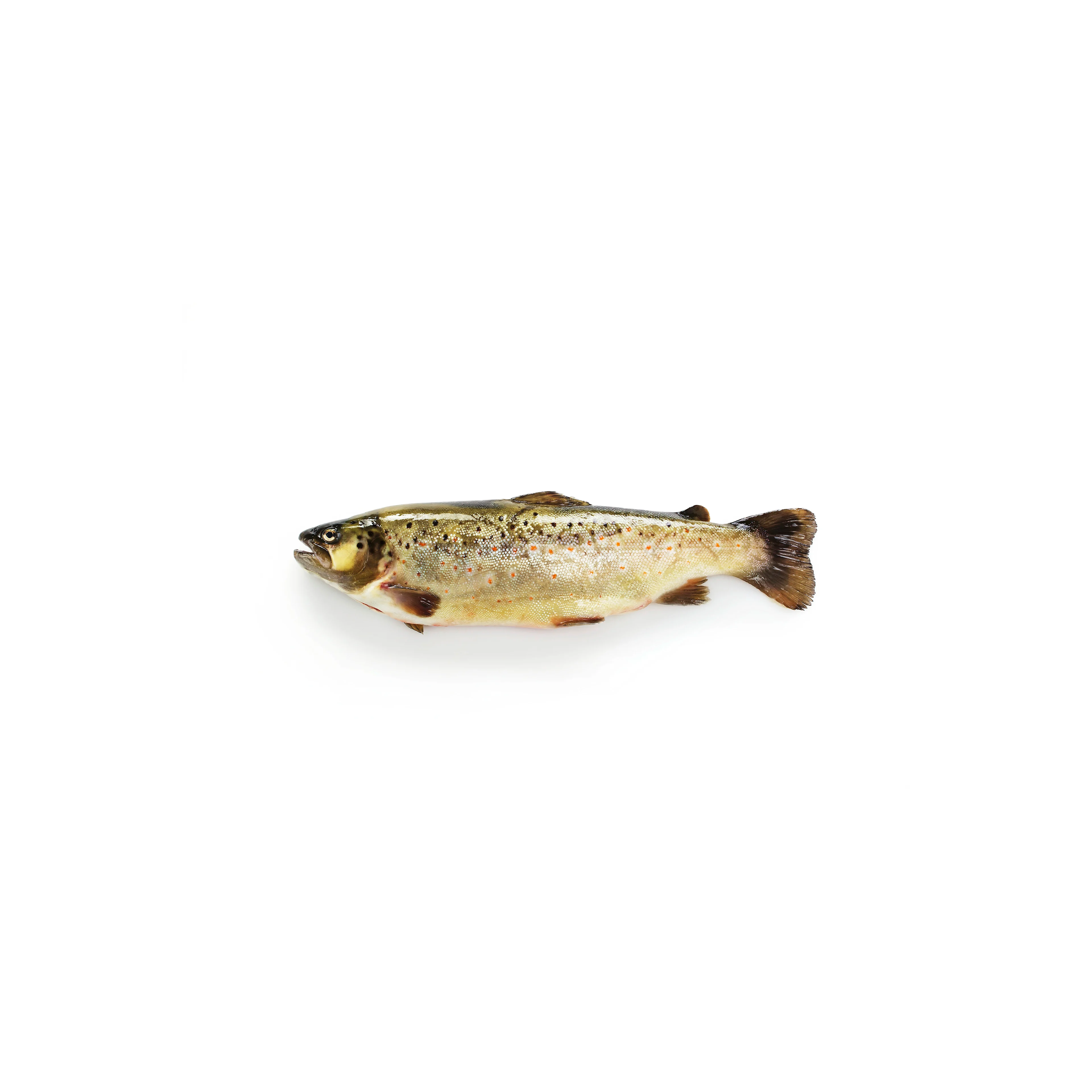 Truite de rivière