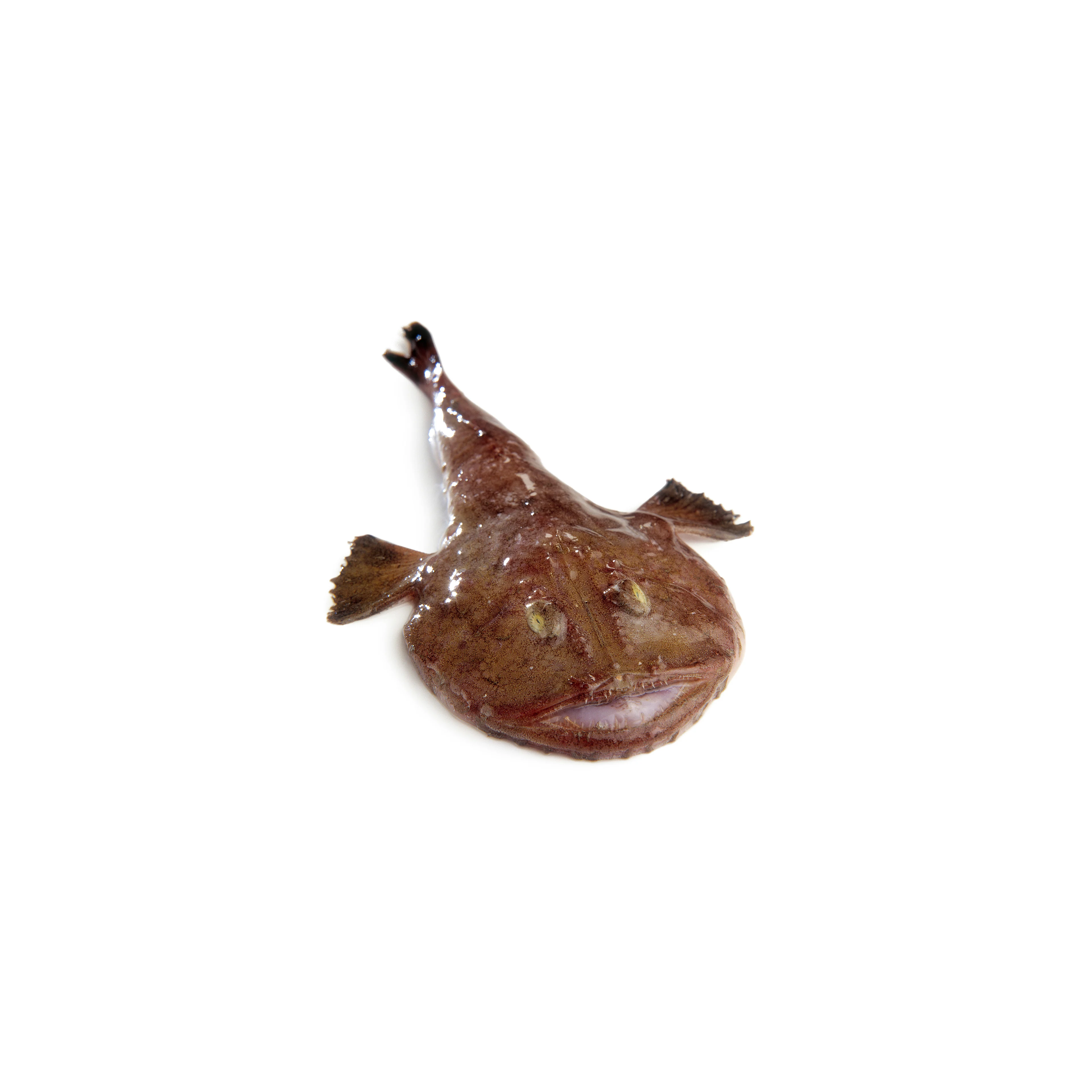 Rana pescatrice