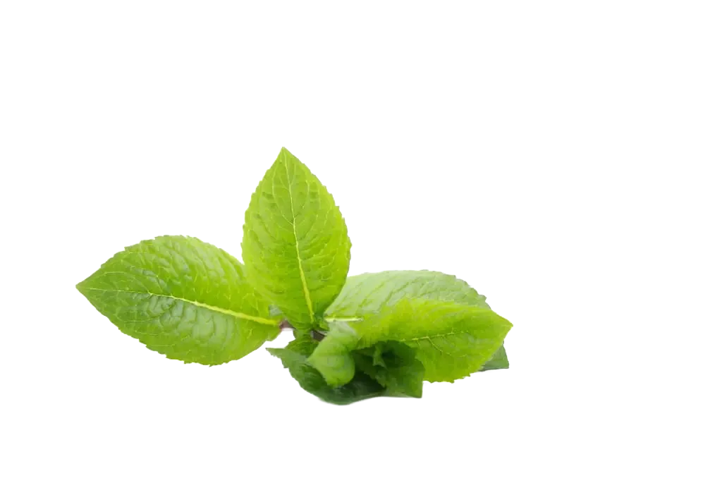 Menthe marocaine
