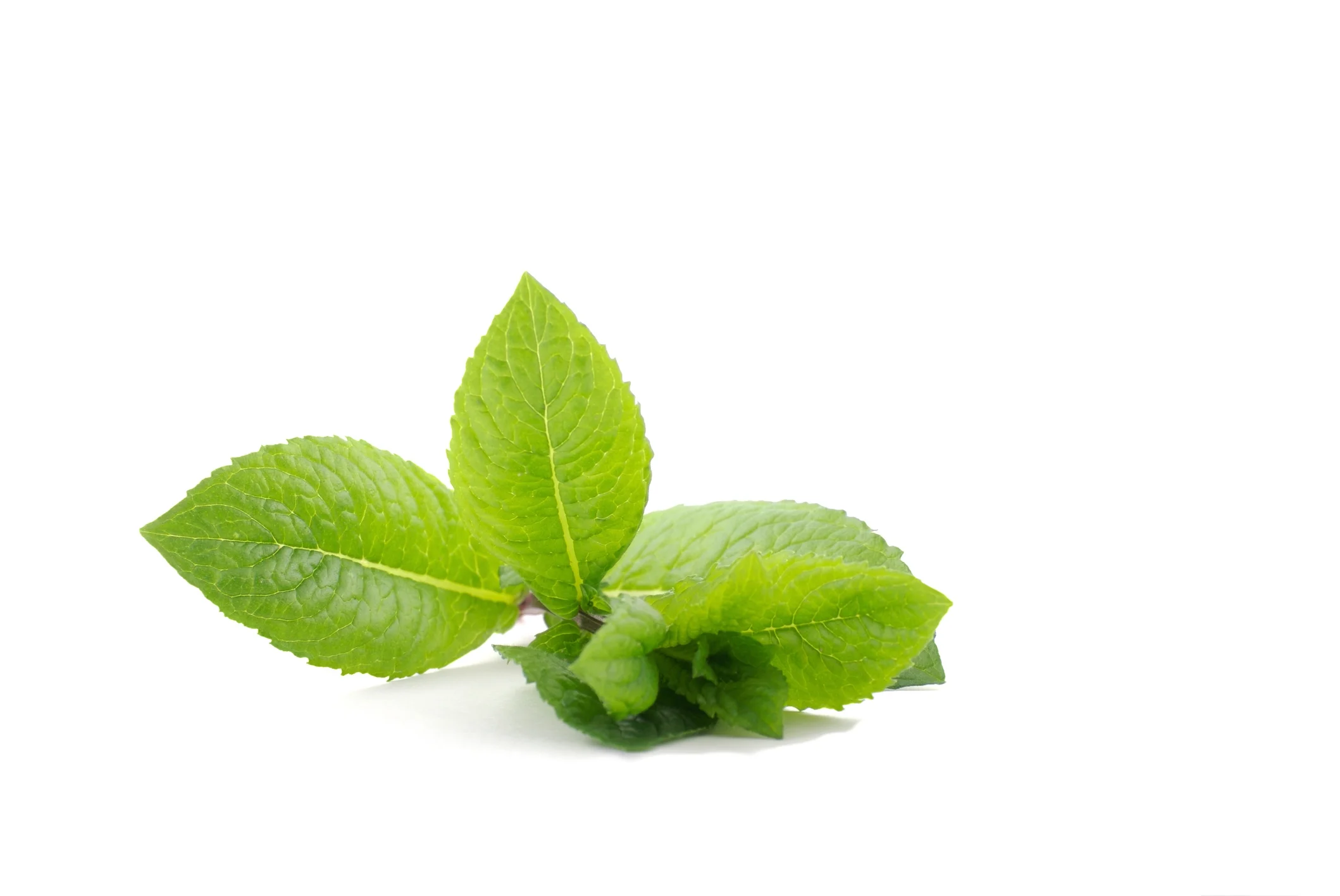 Menthe marocaine