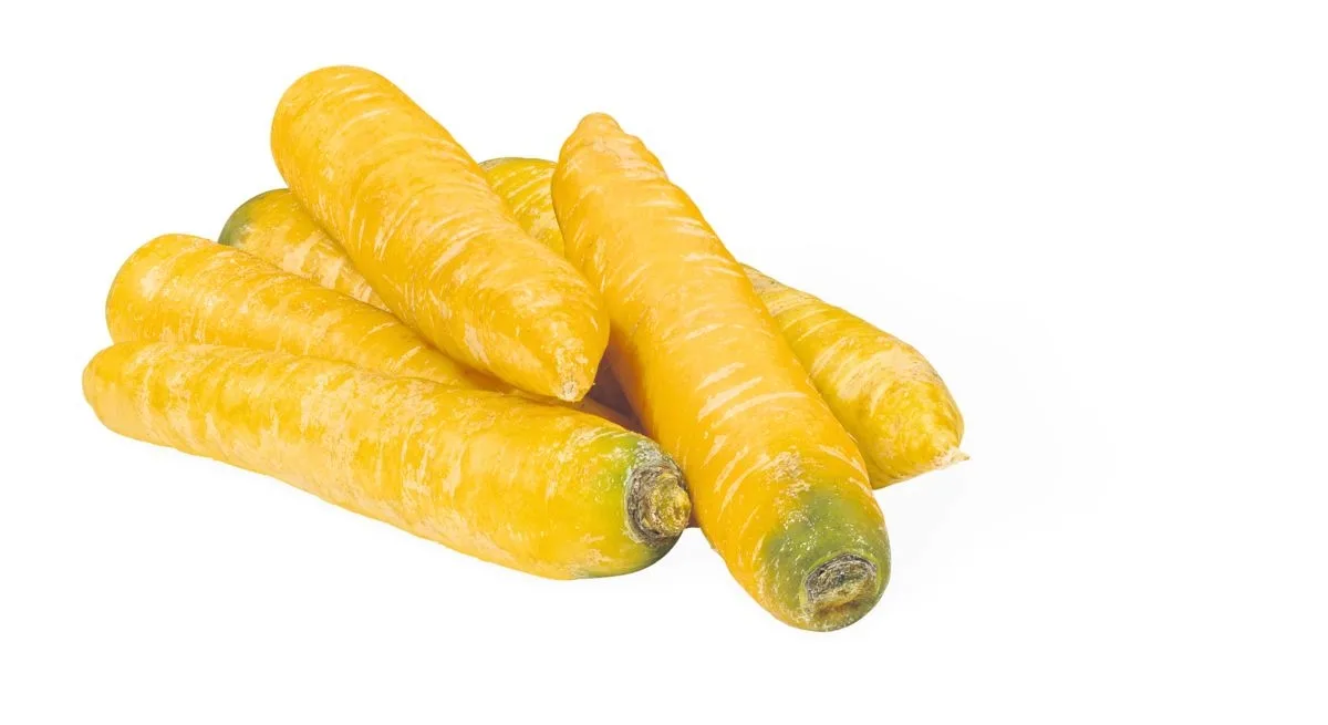 Carotte jaune du Palatinat