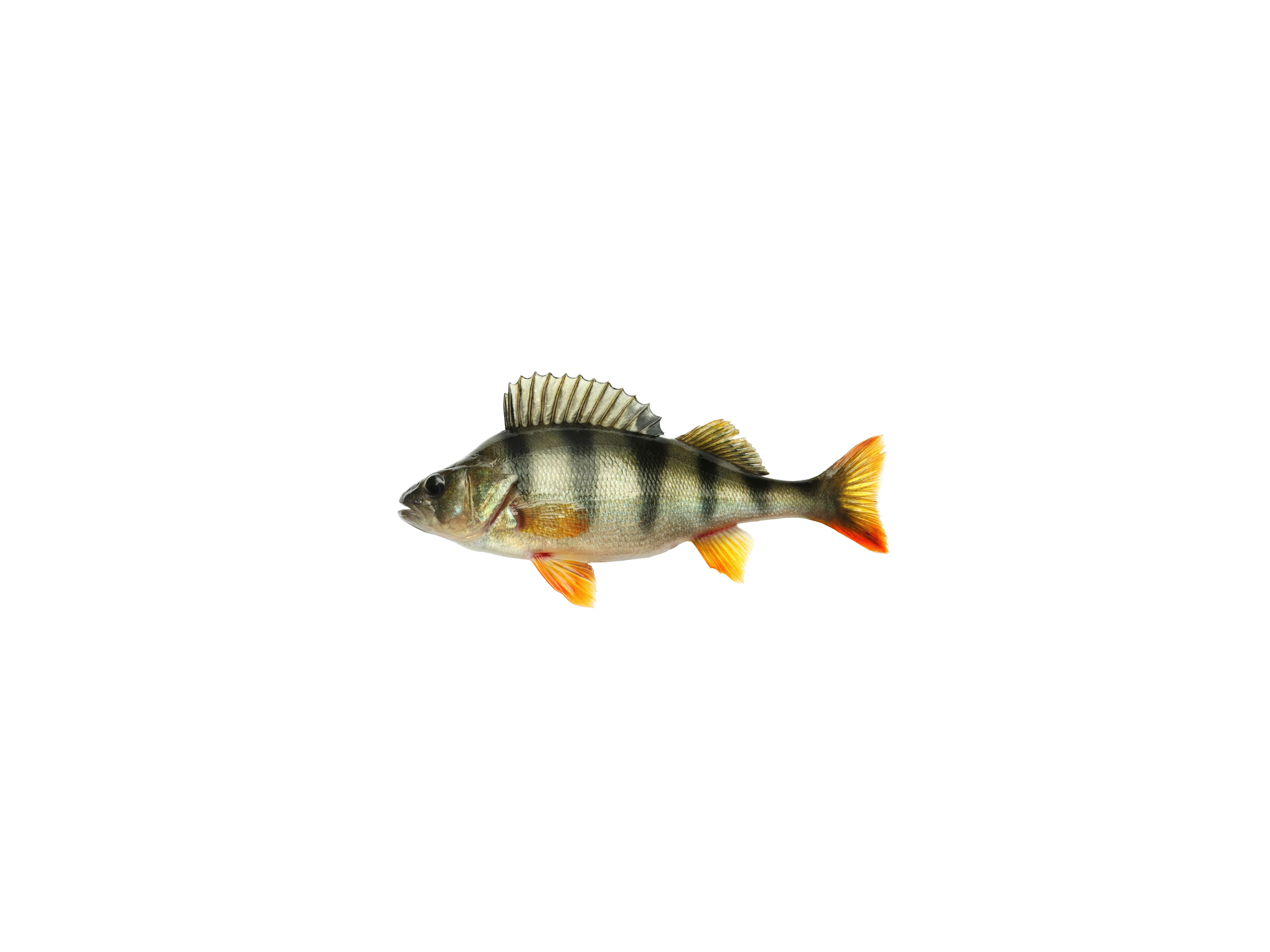Pesce persico