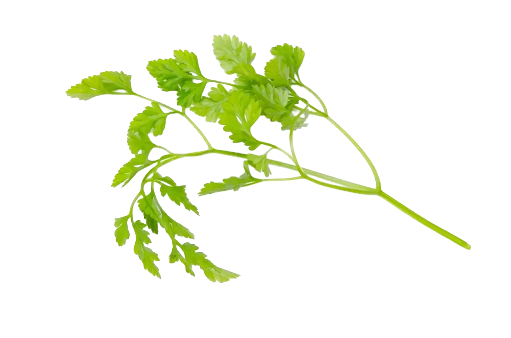 Kerbel