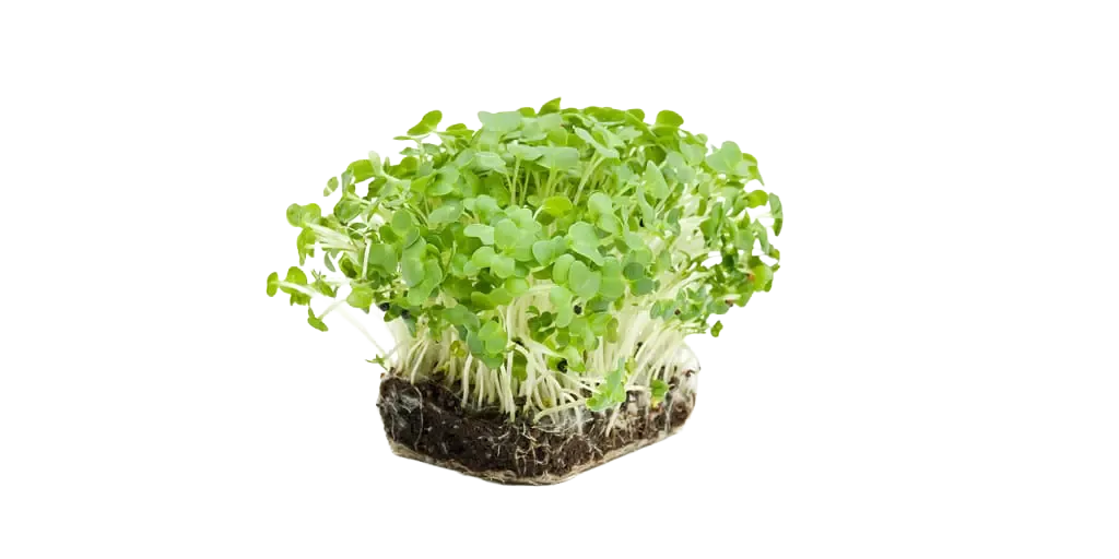 Crescione