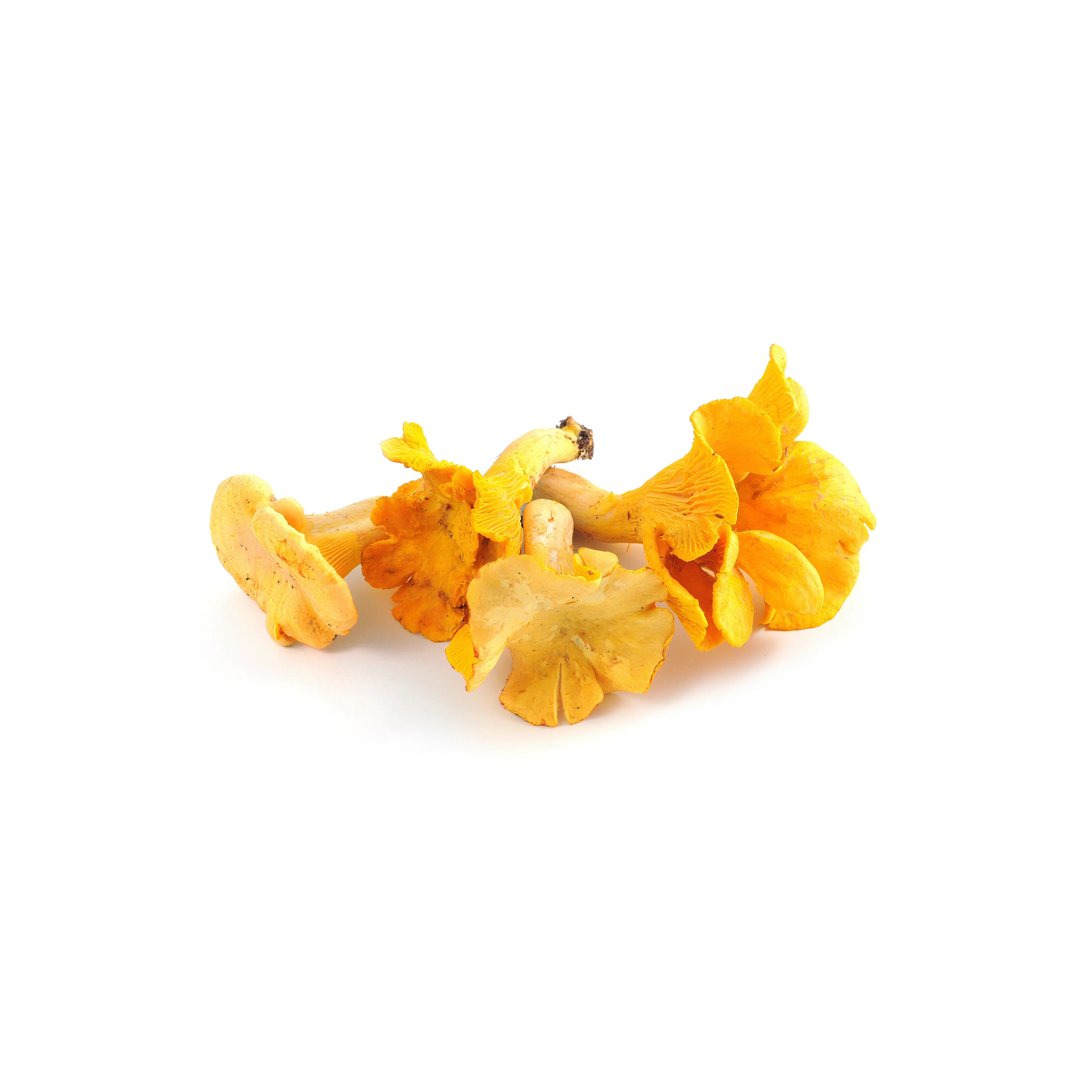 Chanterelles