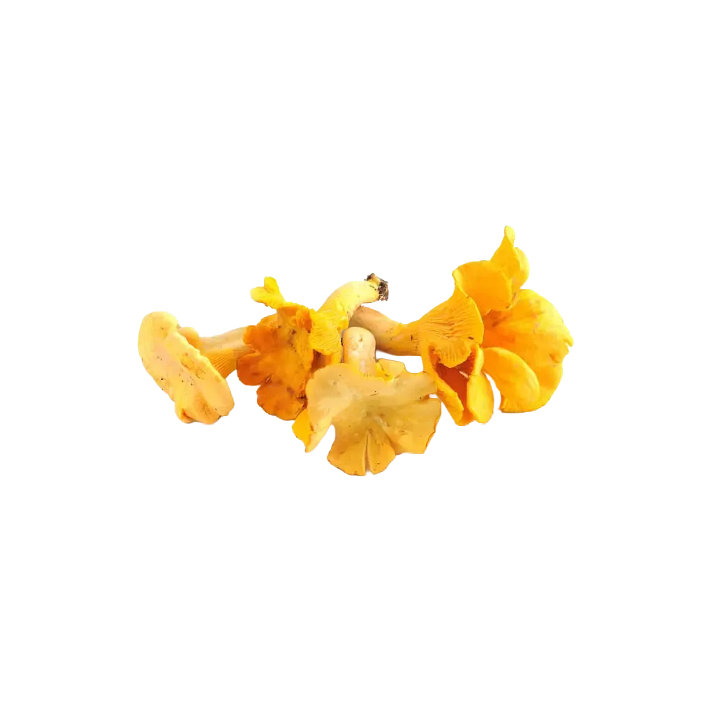 Chanterelles