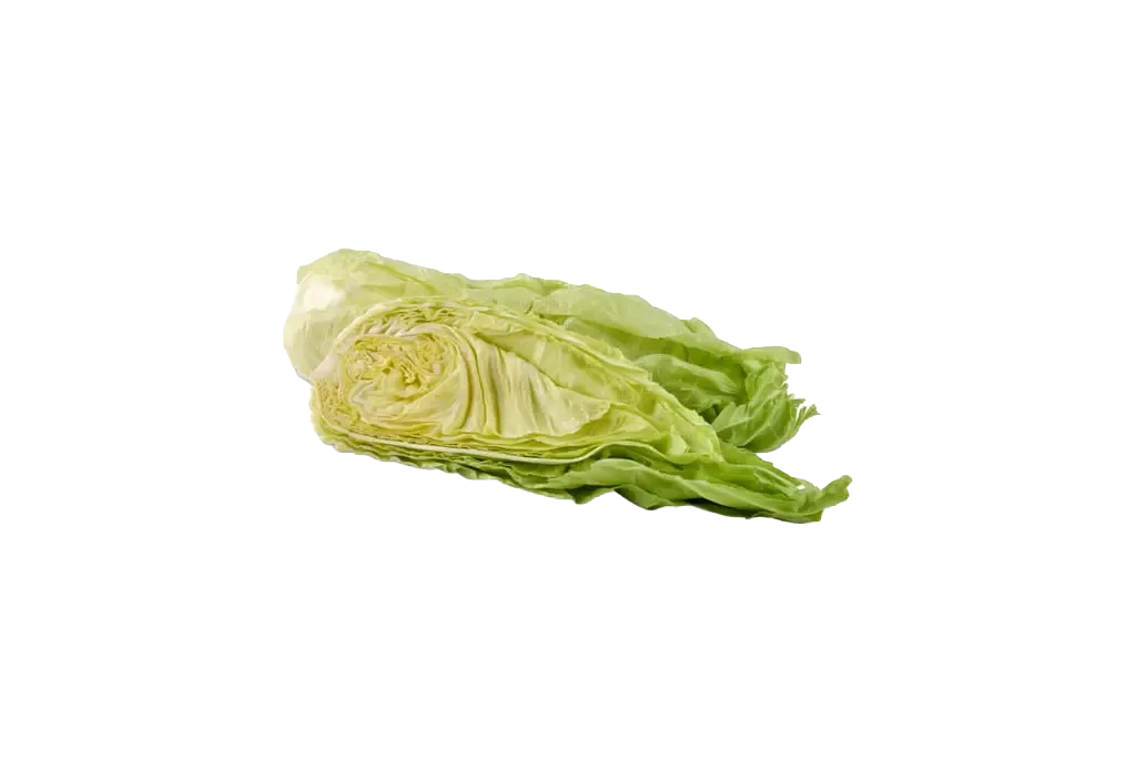 Chicorée pain de sucre