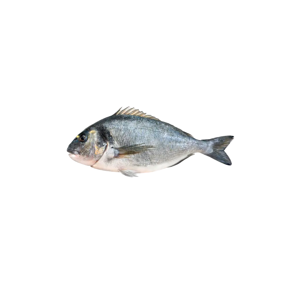 Dorade