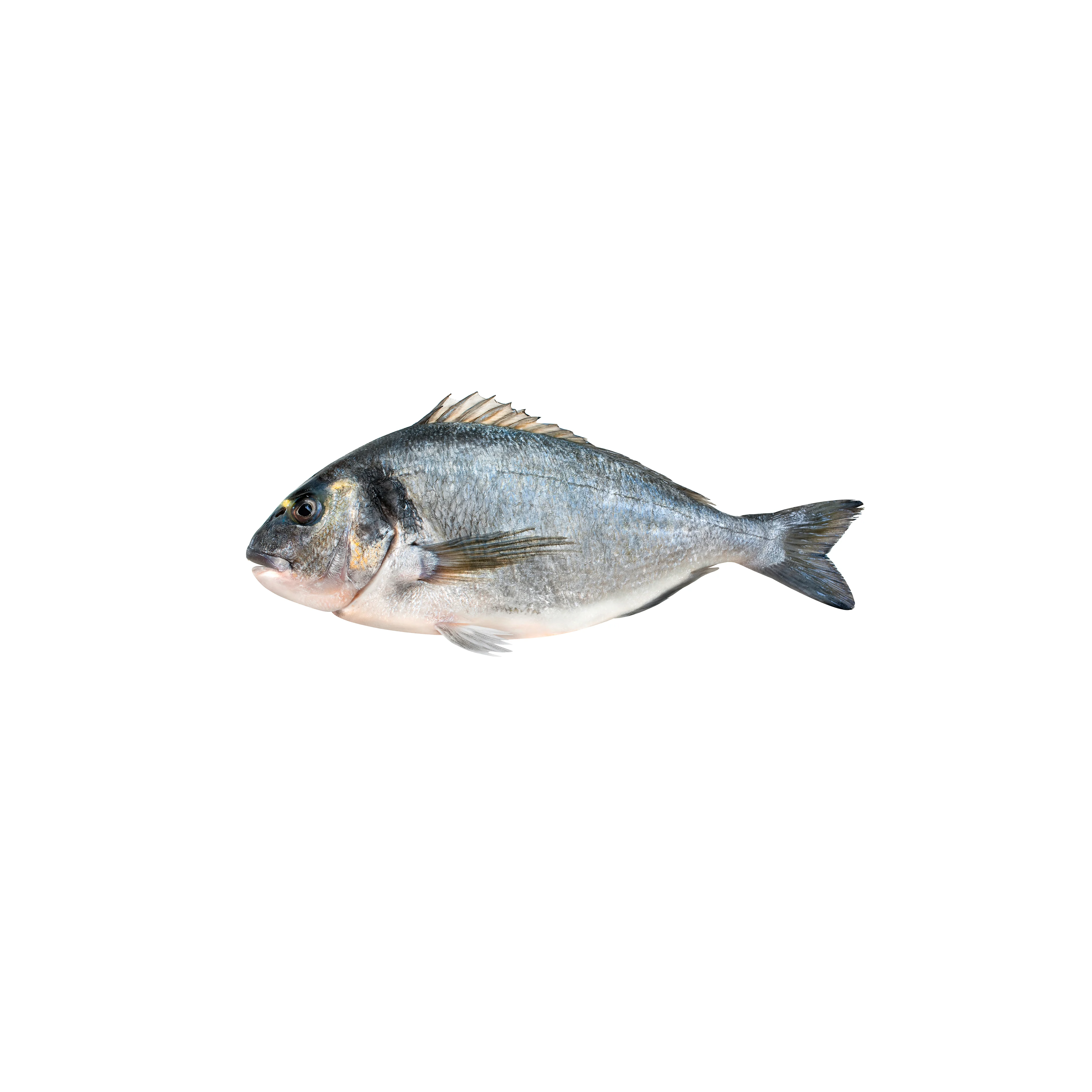 Orata
