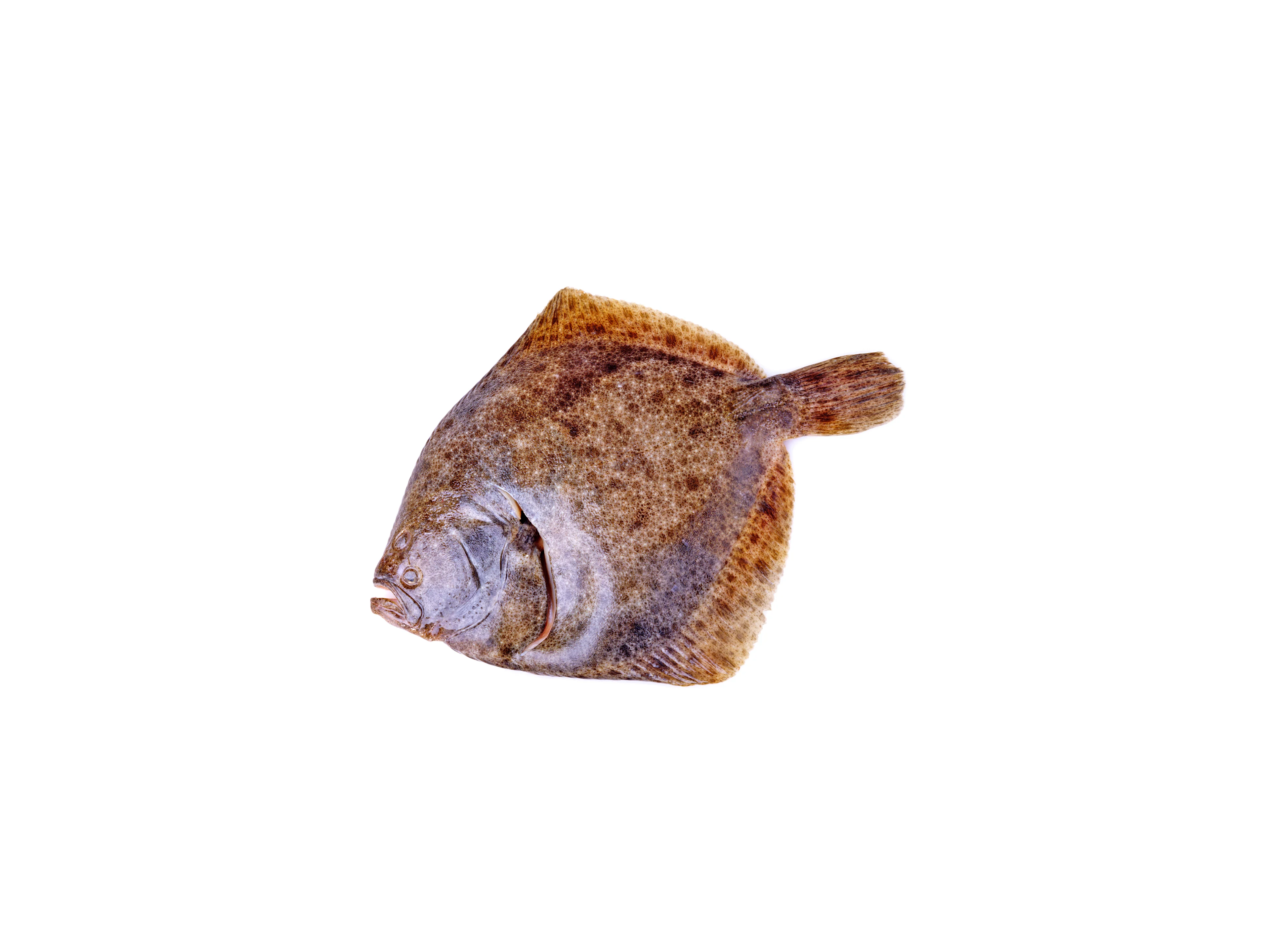 Steinbutt