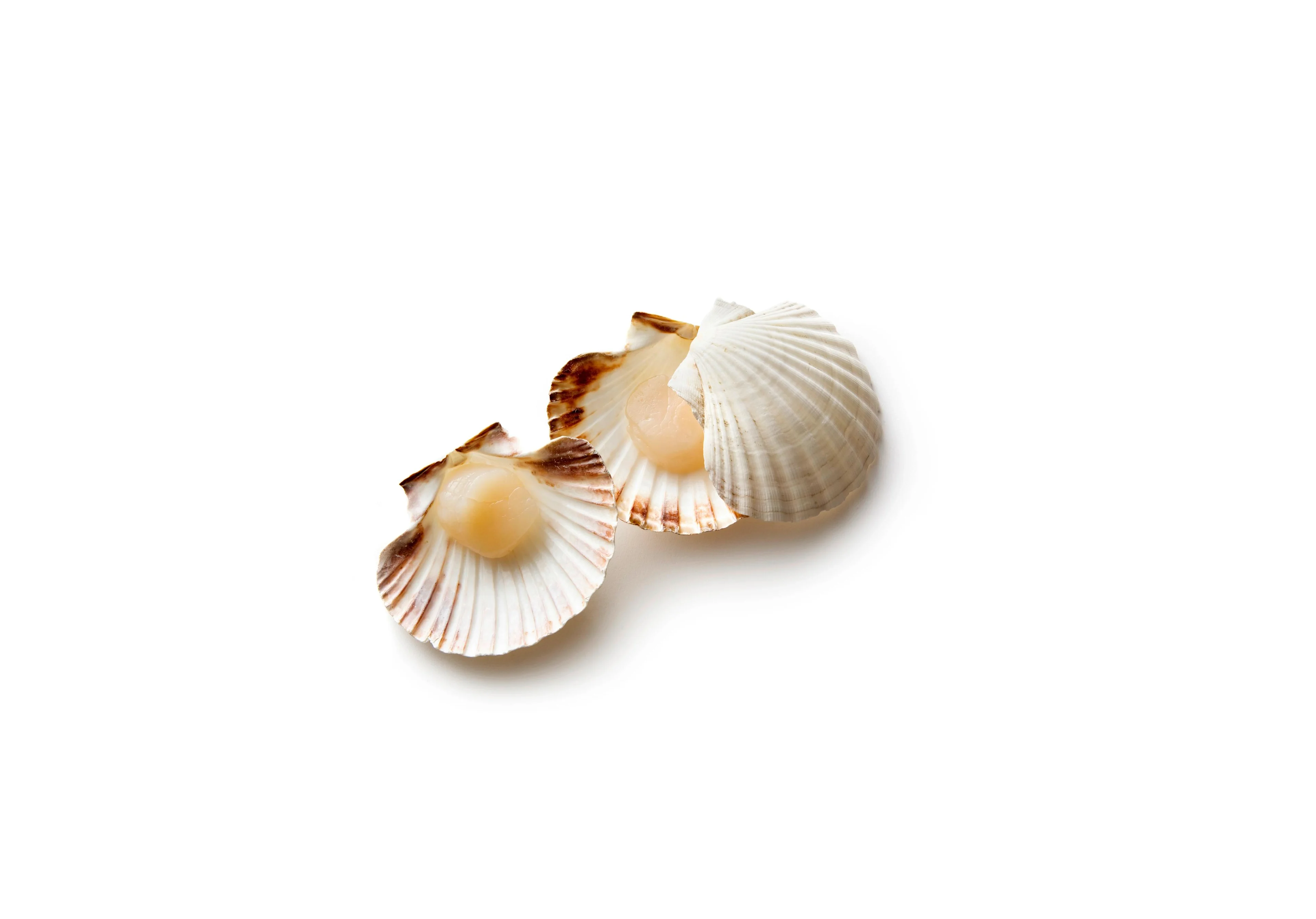 Jakobsmuscheln
