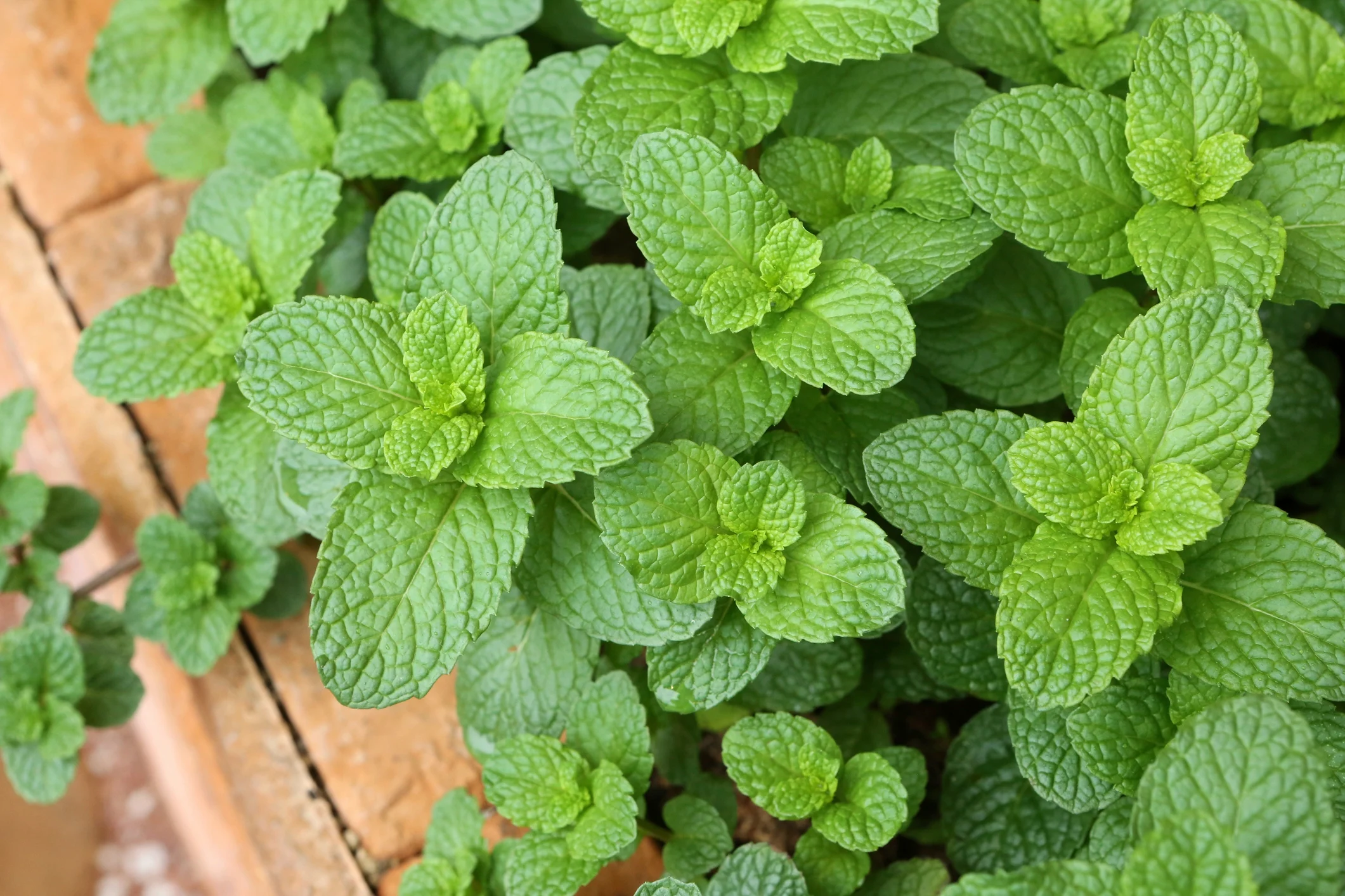 Menta piperita