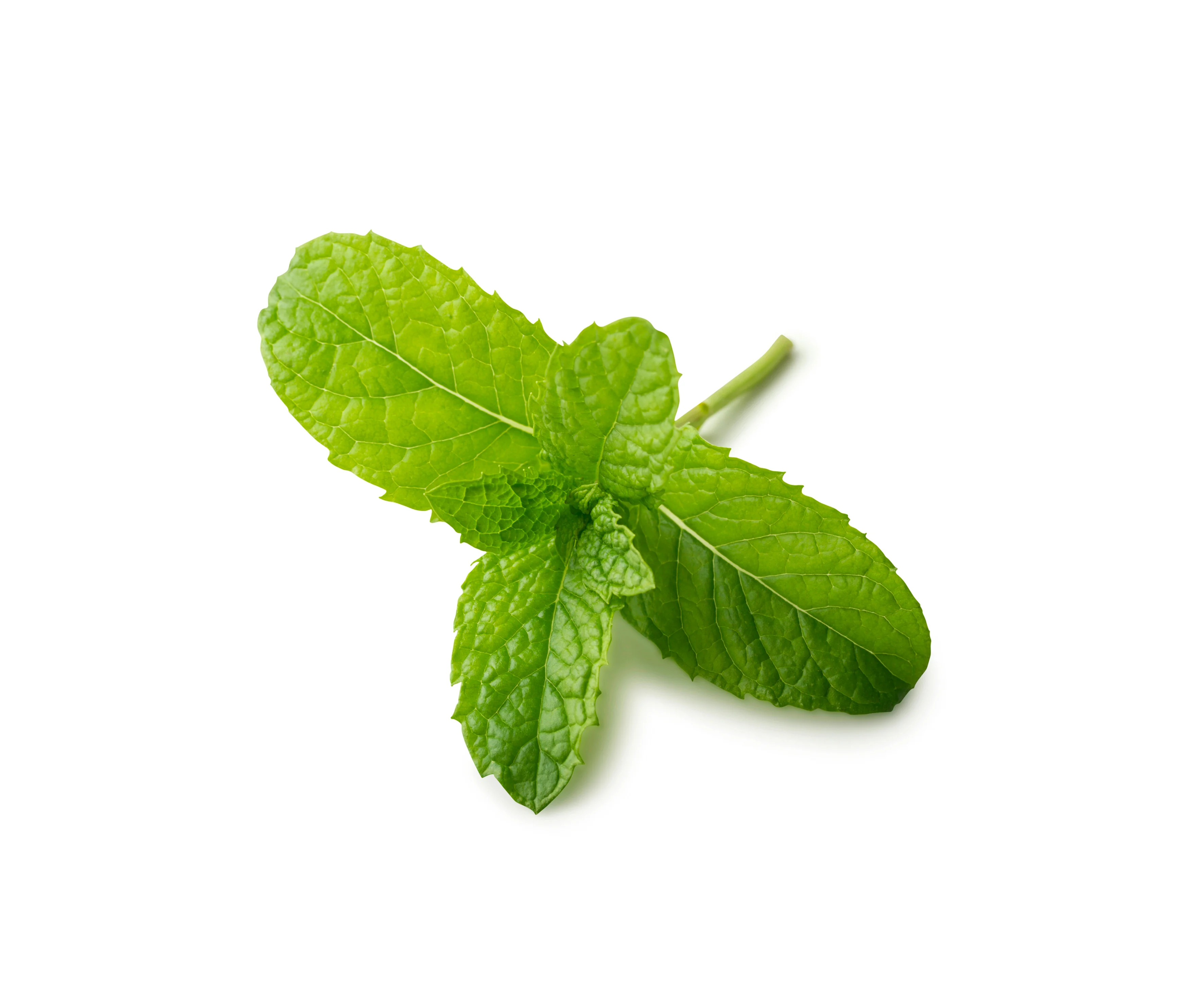 Menthe poivrée