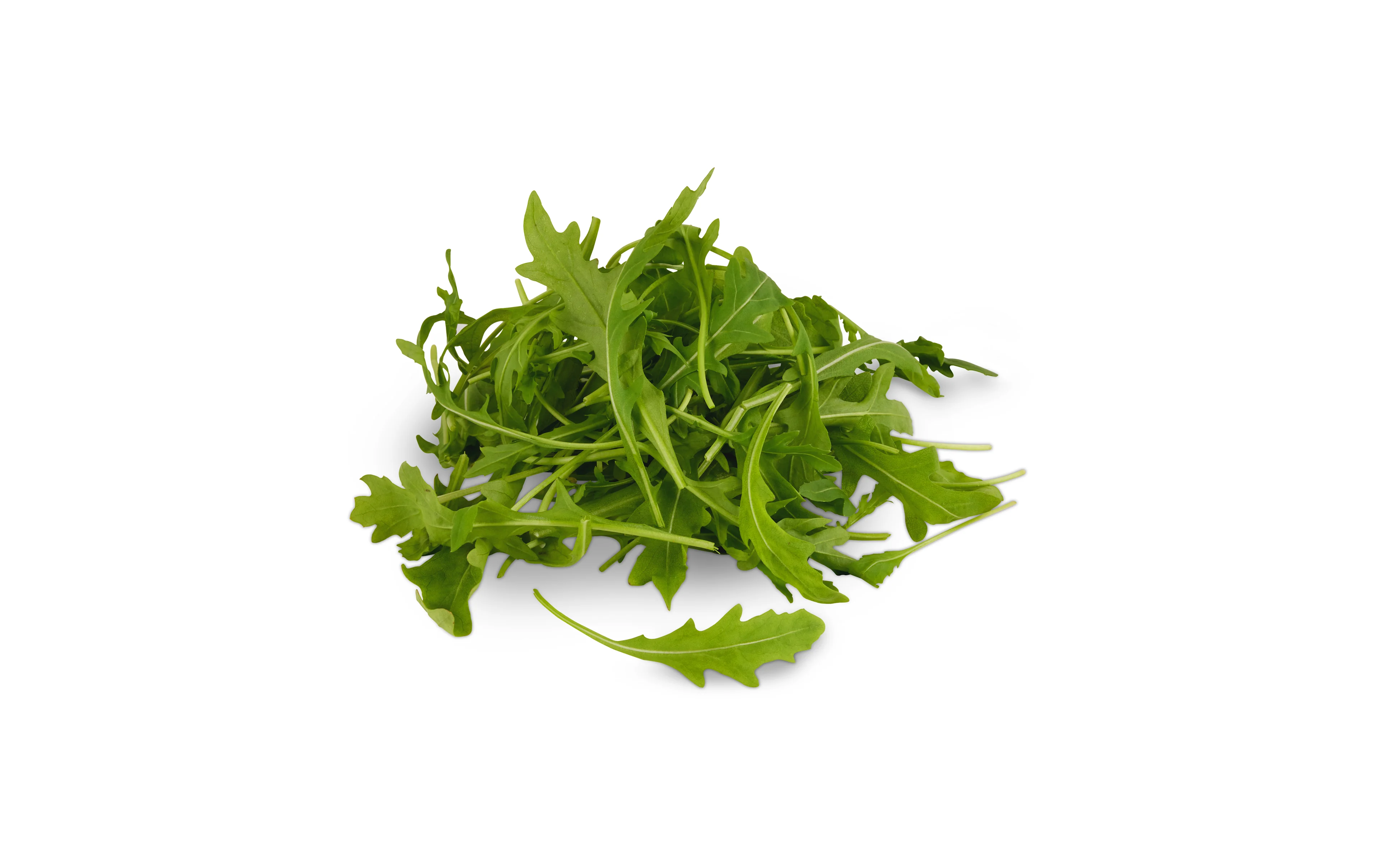 Rucola