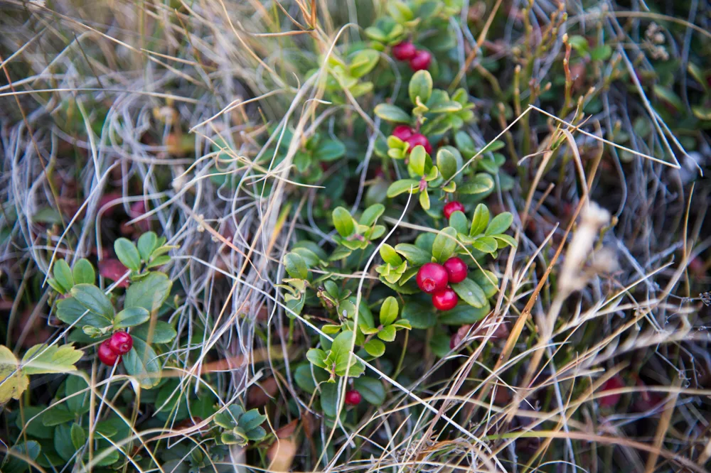 Die Preiselbeeren sind im September reif.