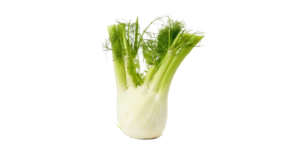 blanc et vert fenouil