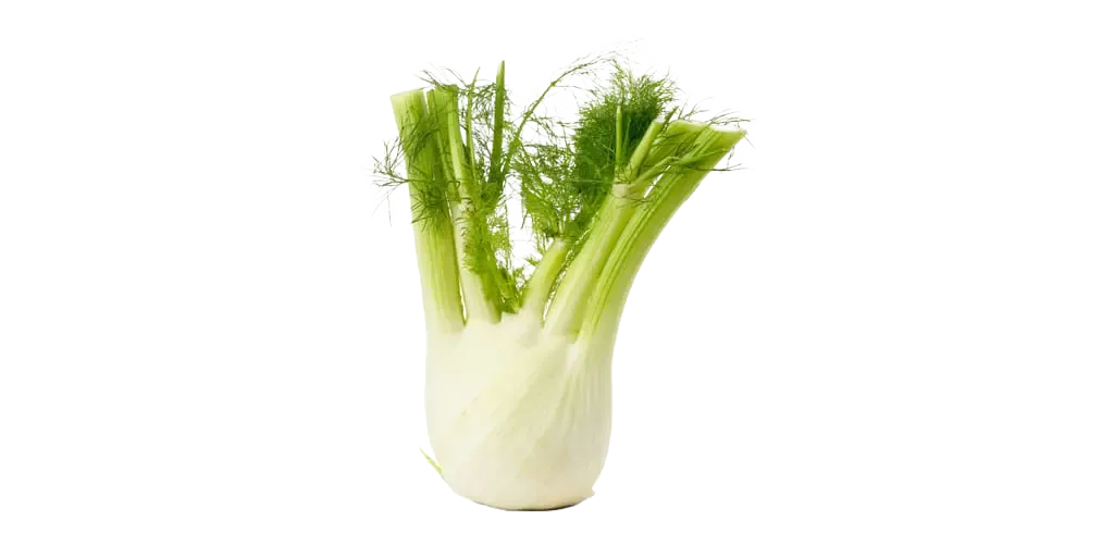 weiss grünes Fenchel