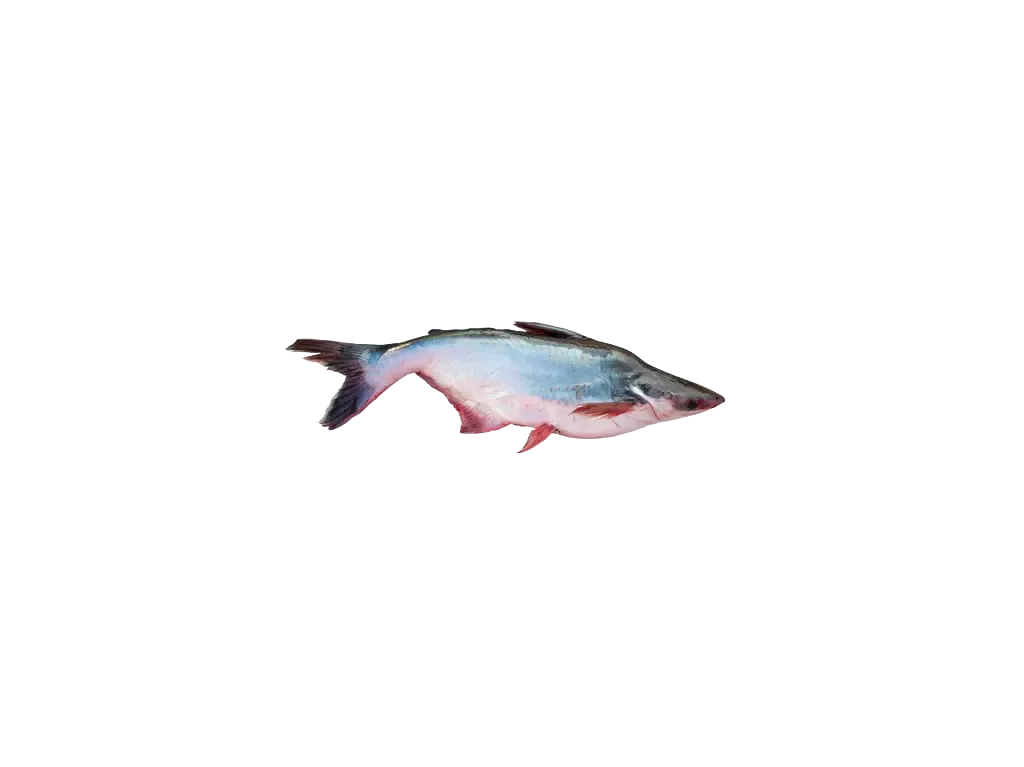 Pangasius