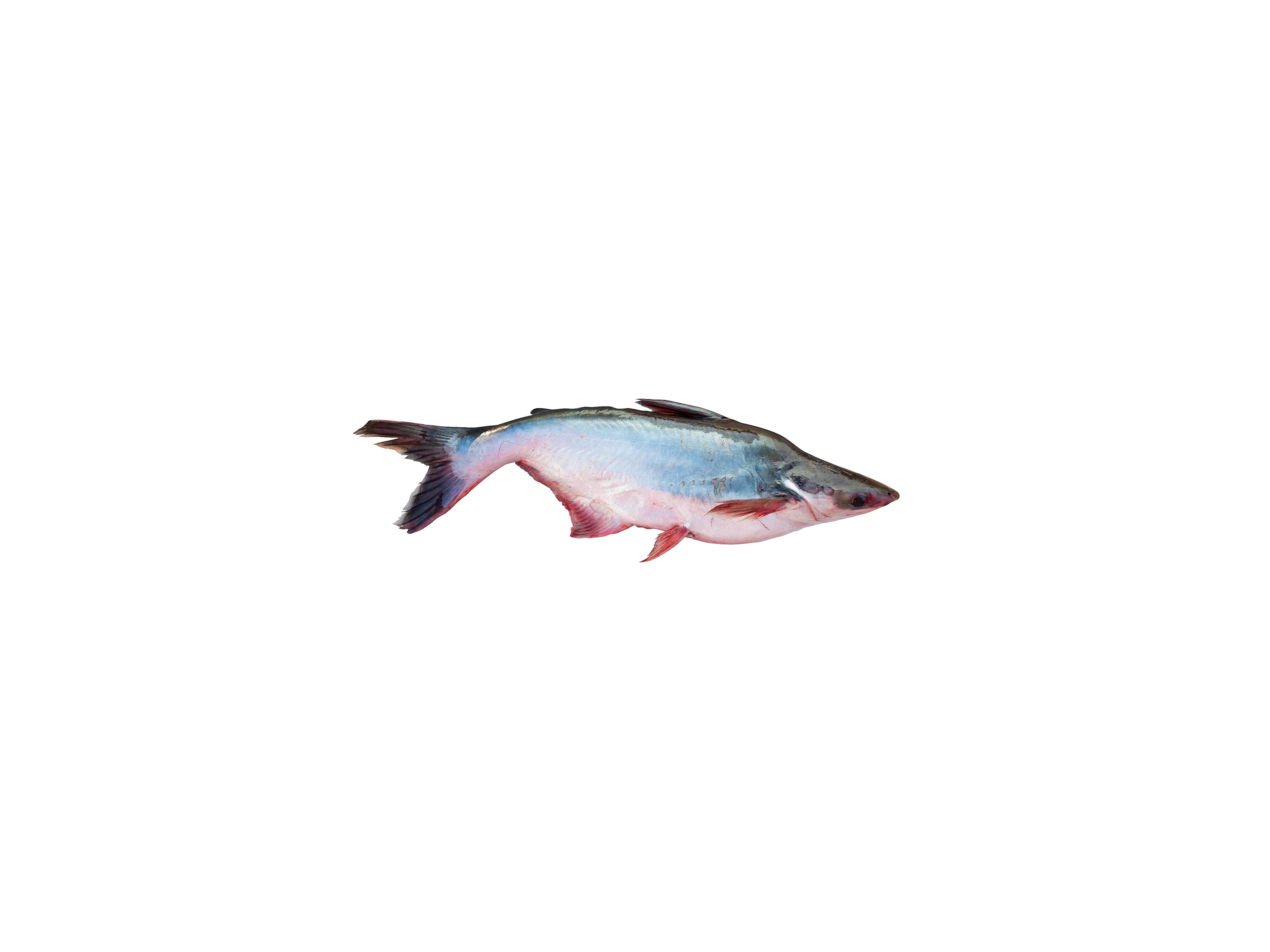 Pangasius