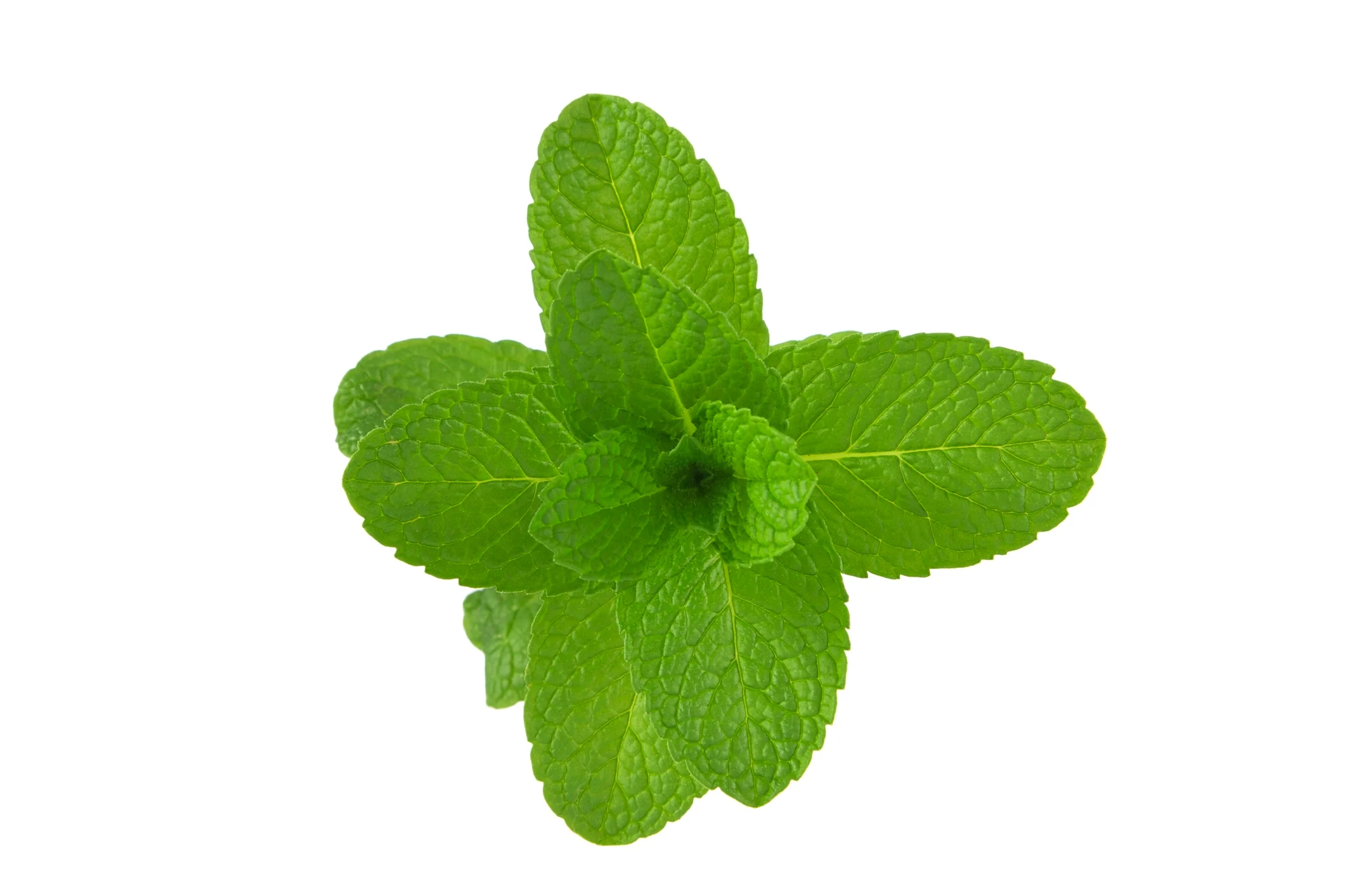 Menthe Mojito