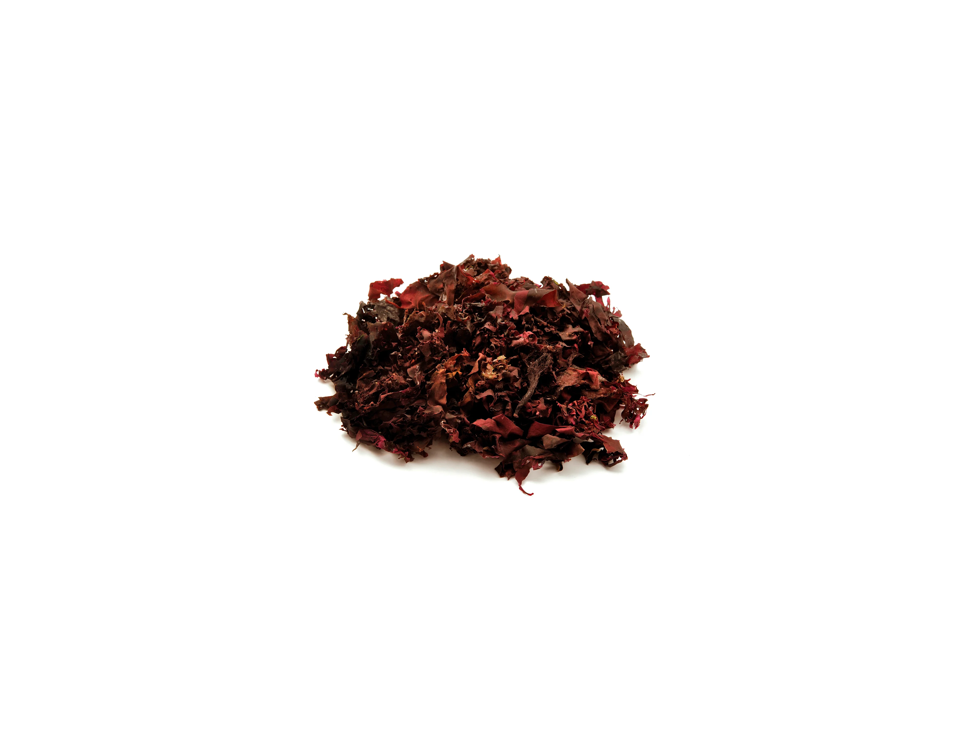 Dulse Algen
