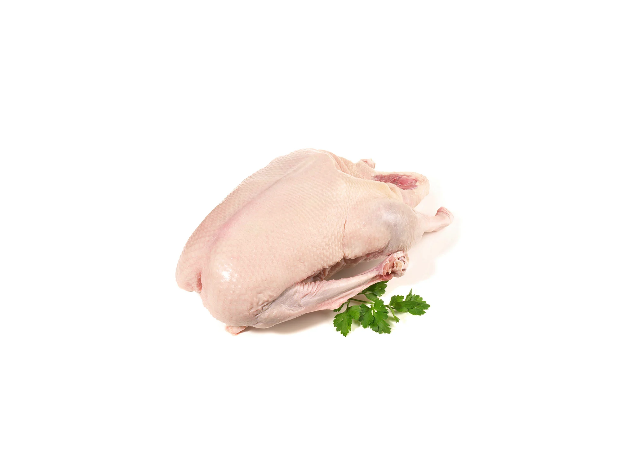 Gans