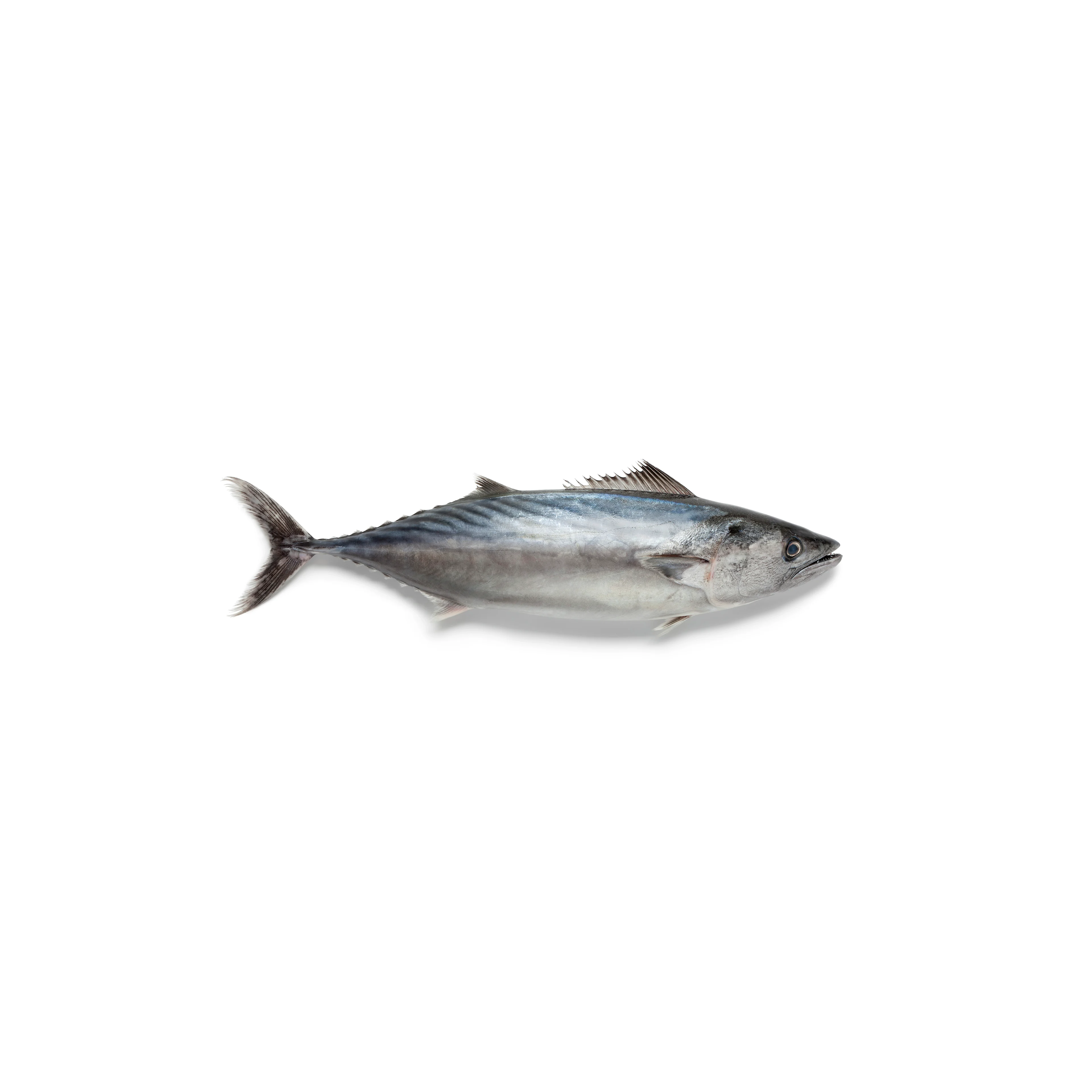 Thunfisch