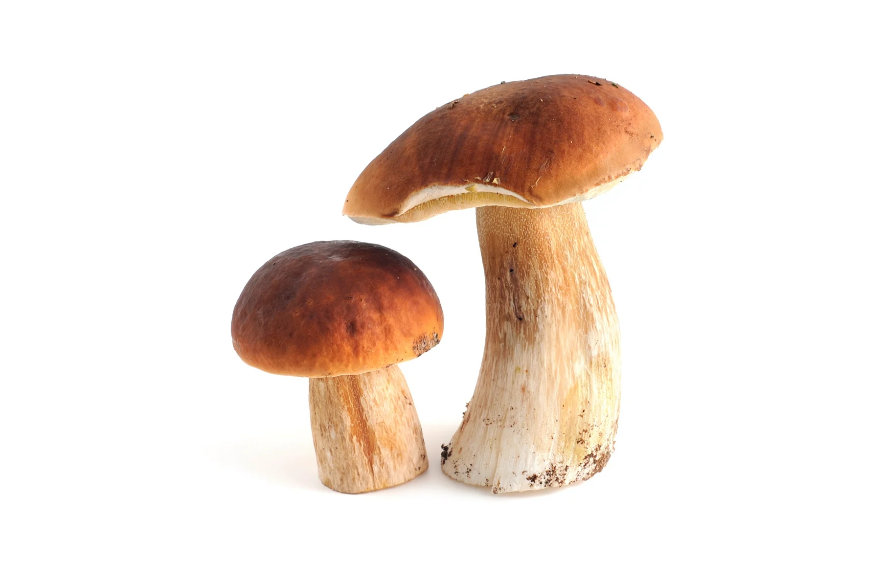 Steinpilz