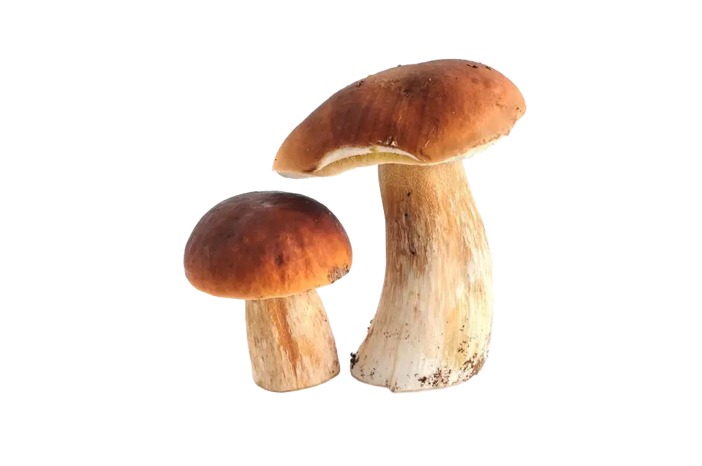Steinpilz