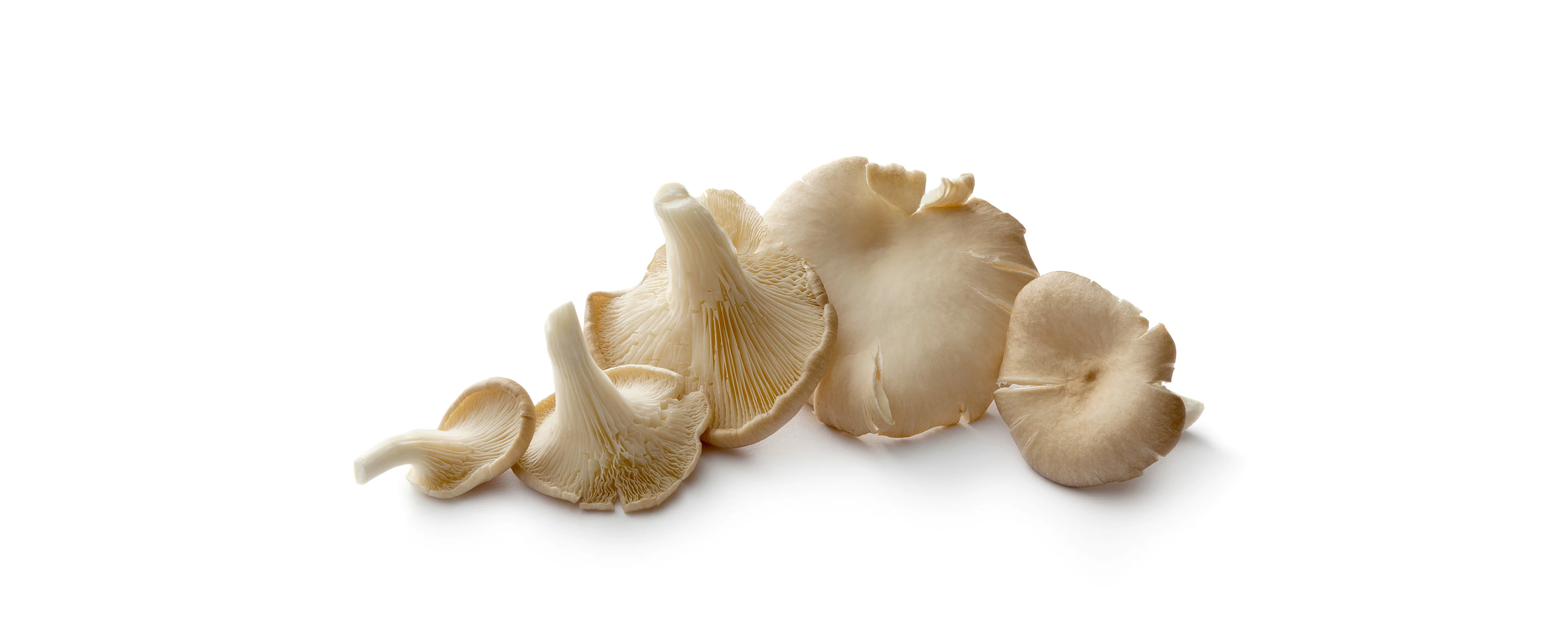 Pleurotus