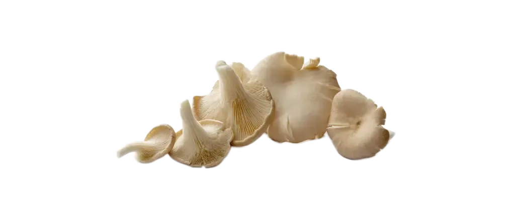 Pleurotus