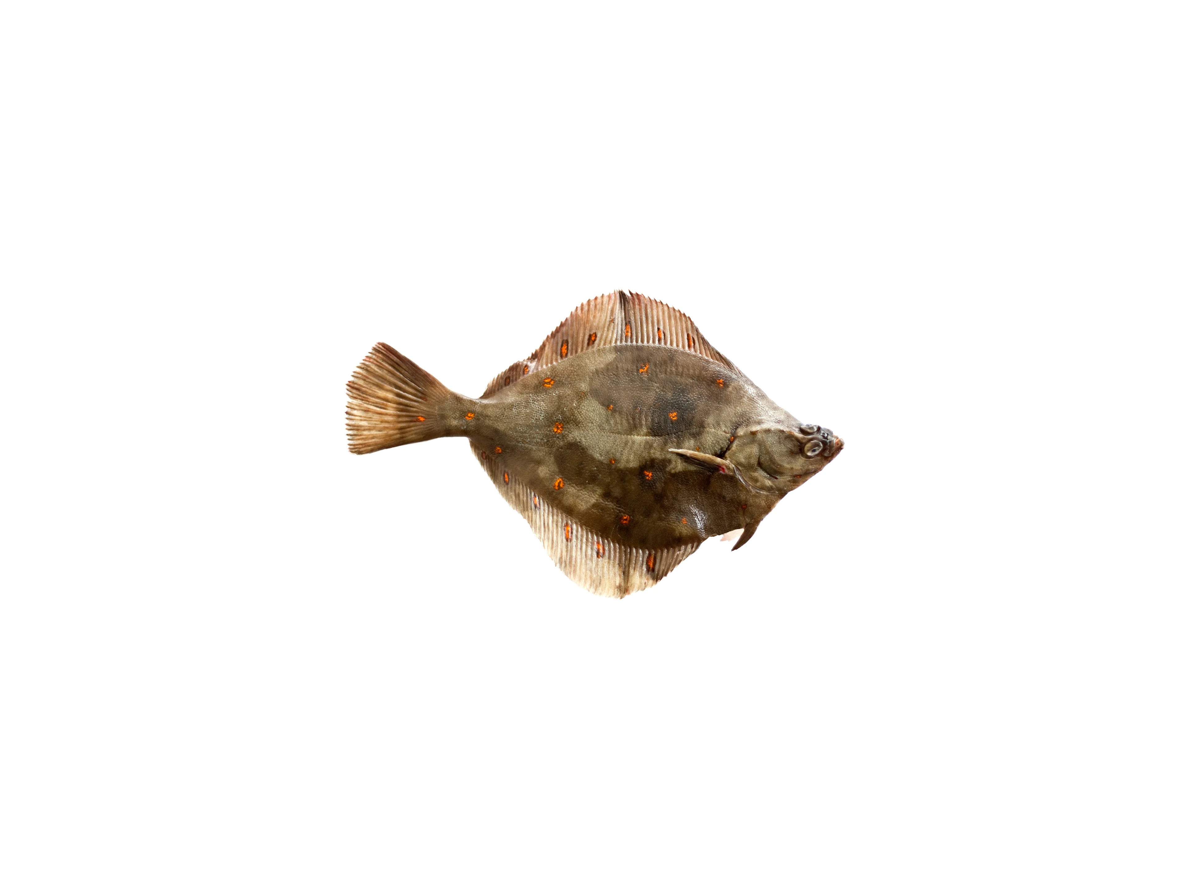 Platessa