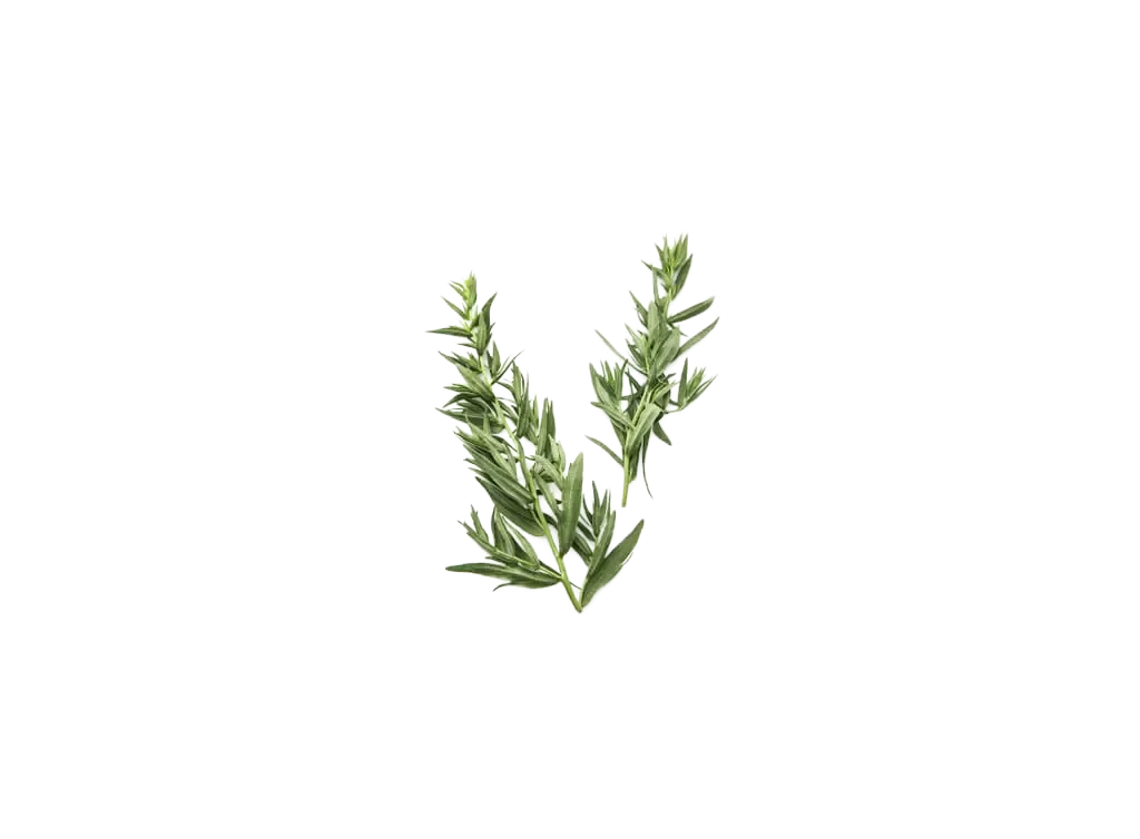 Estragon