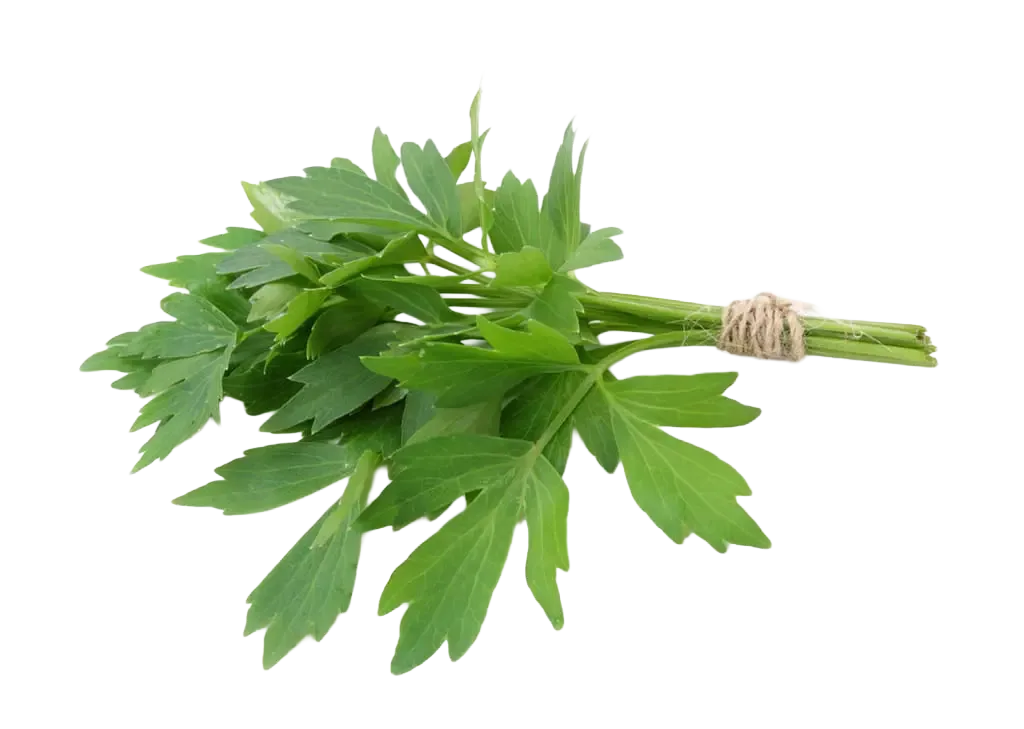 Liebstöckel gebündelt