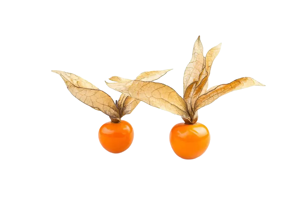 Physalis
