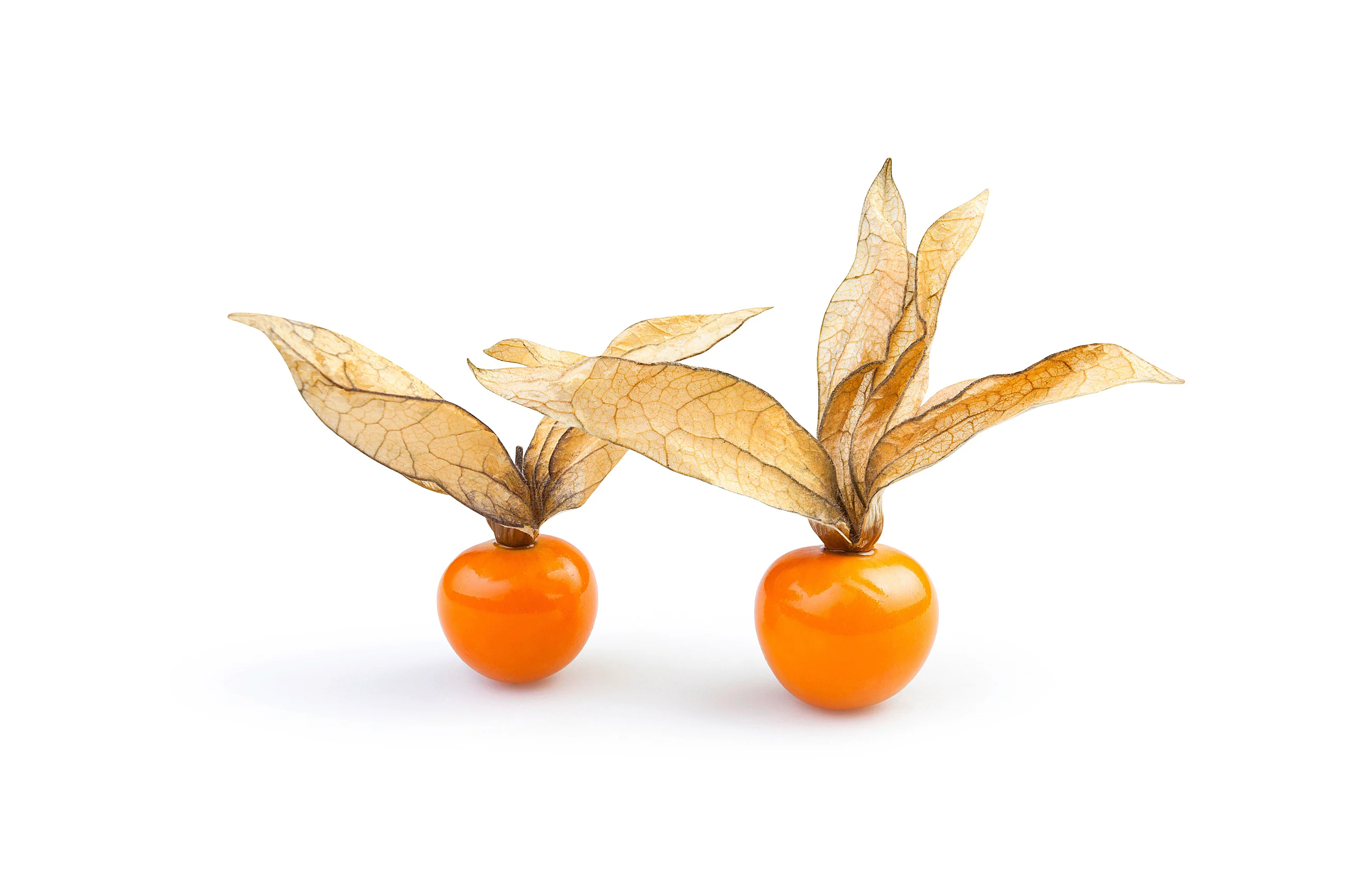 Physalis