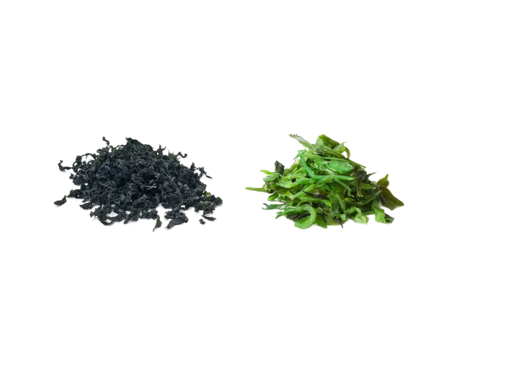 Wakame Algen