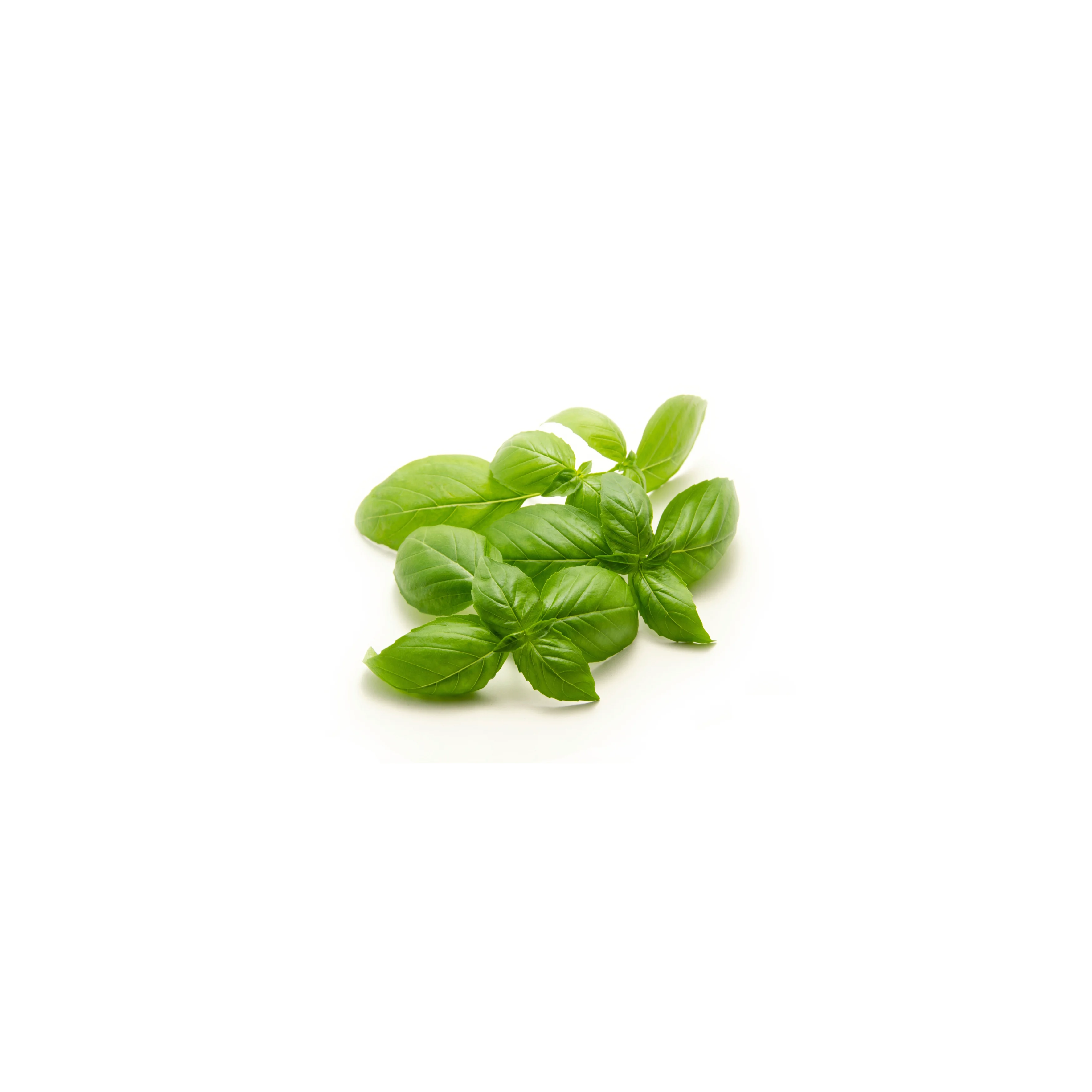 Basilico