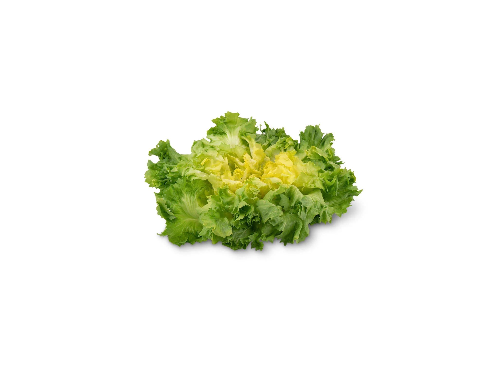 Indivia