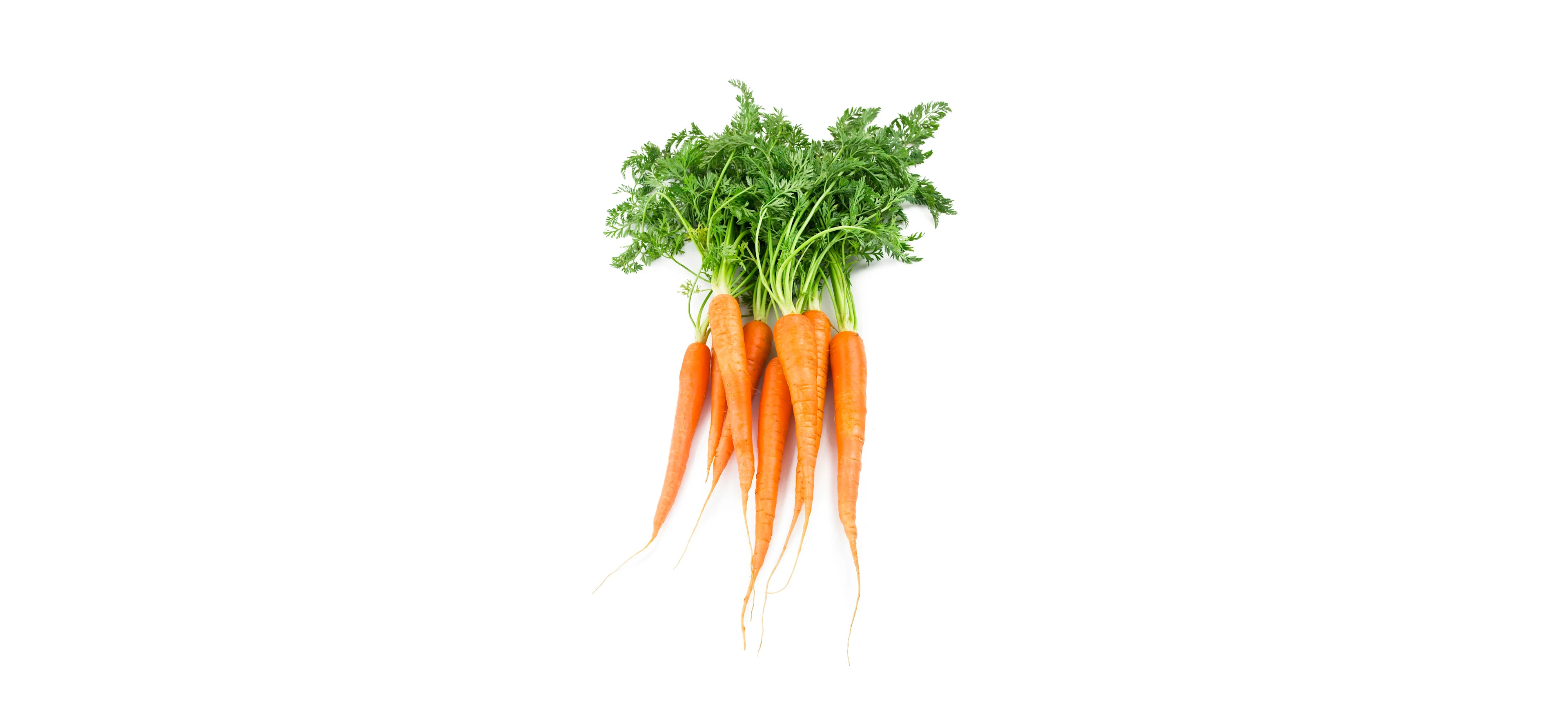 Carota