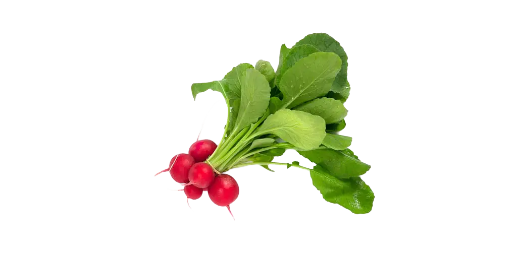 Radis rose