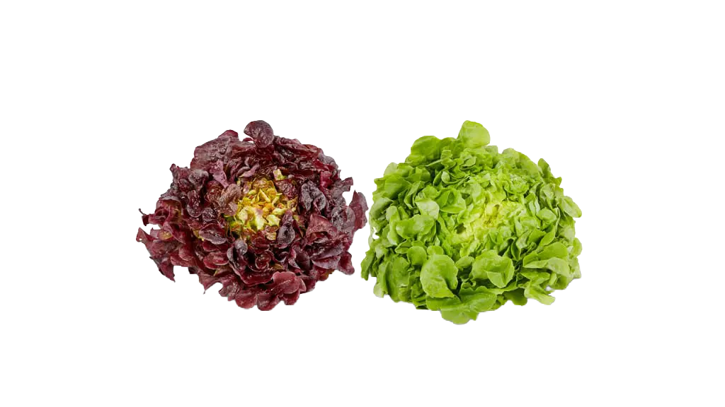 Insalata di foglia di quercia