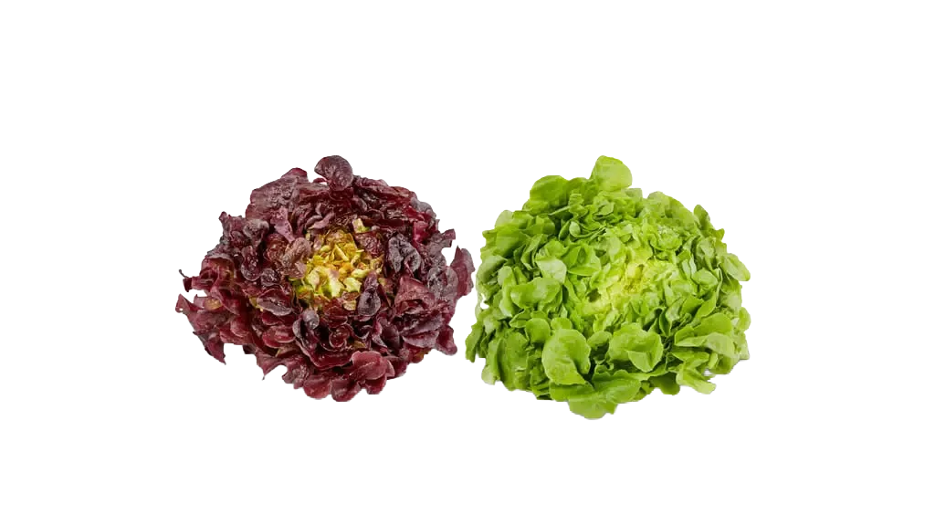 grüner und roter Eichblattsalat