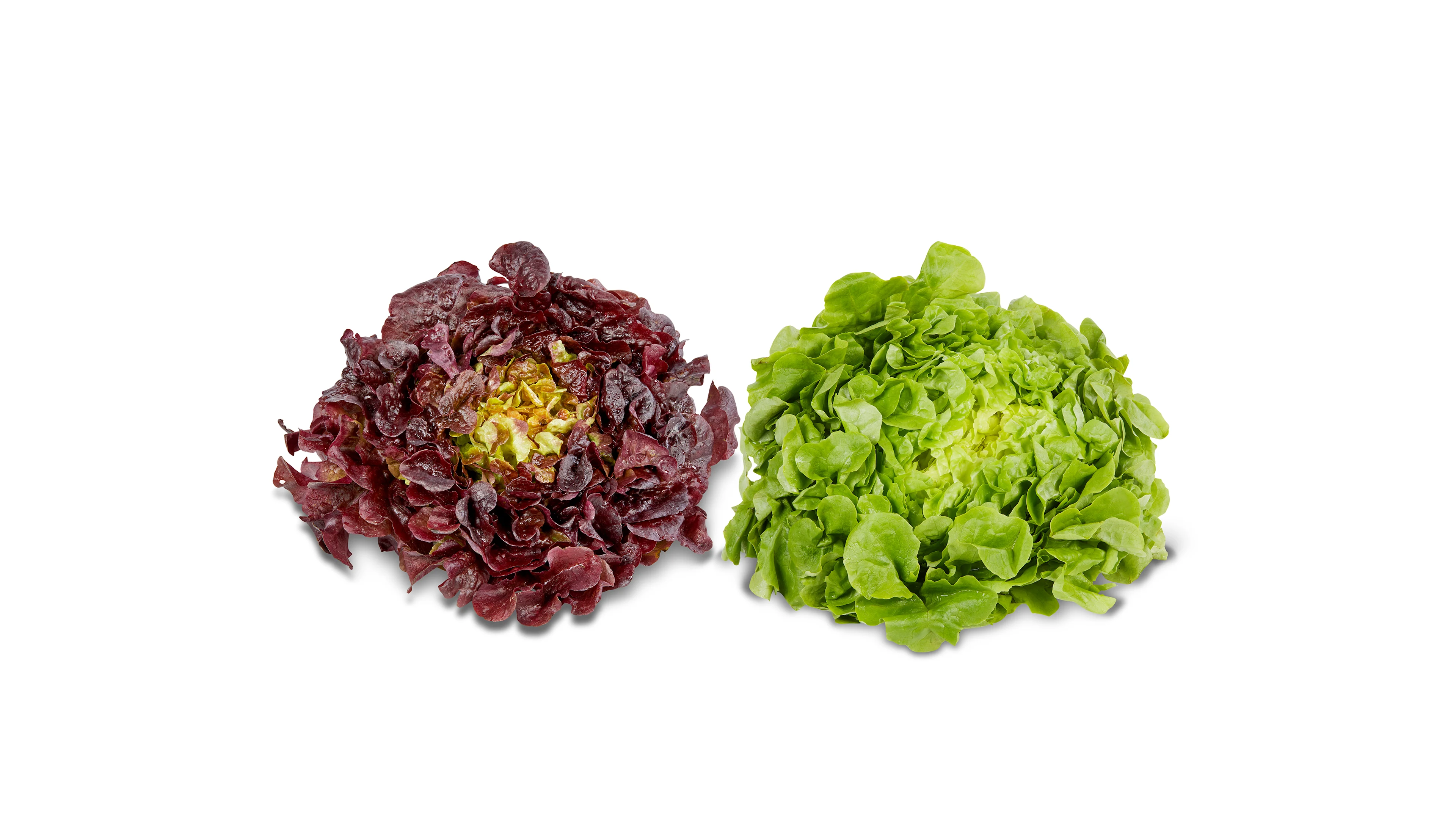 grüner und roter Eichblattsalat