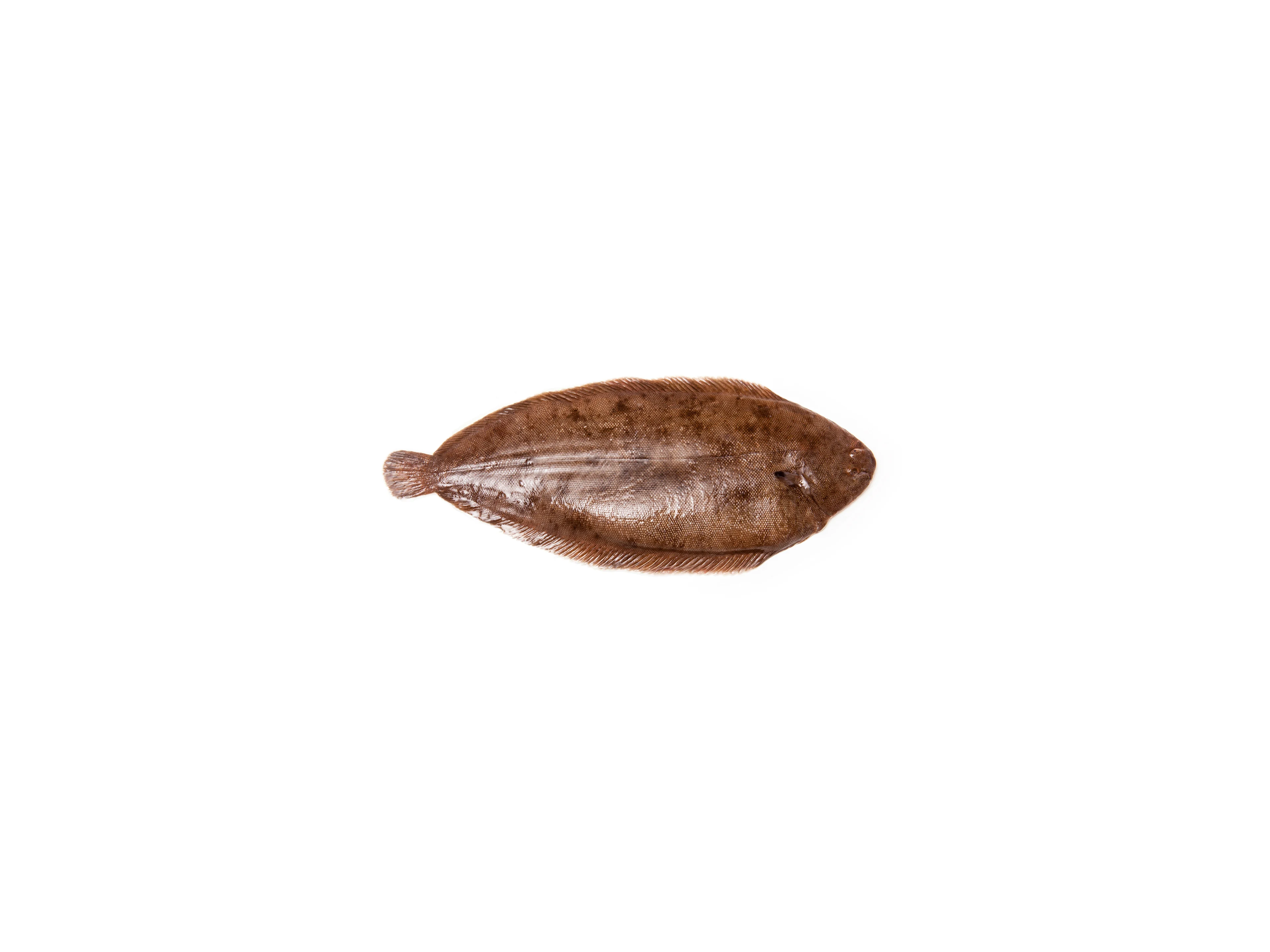 Seezunge