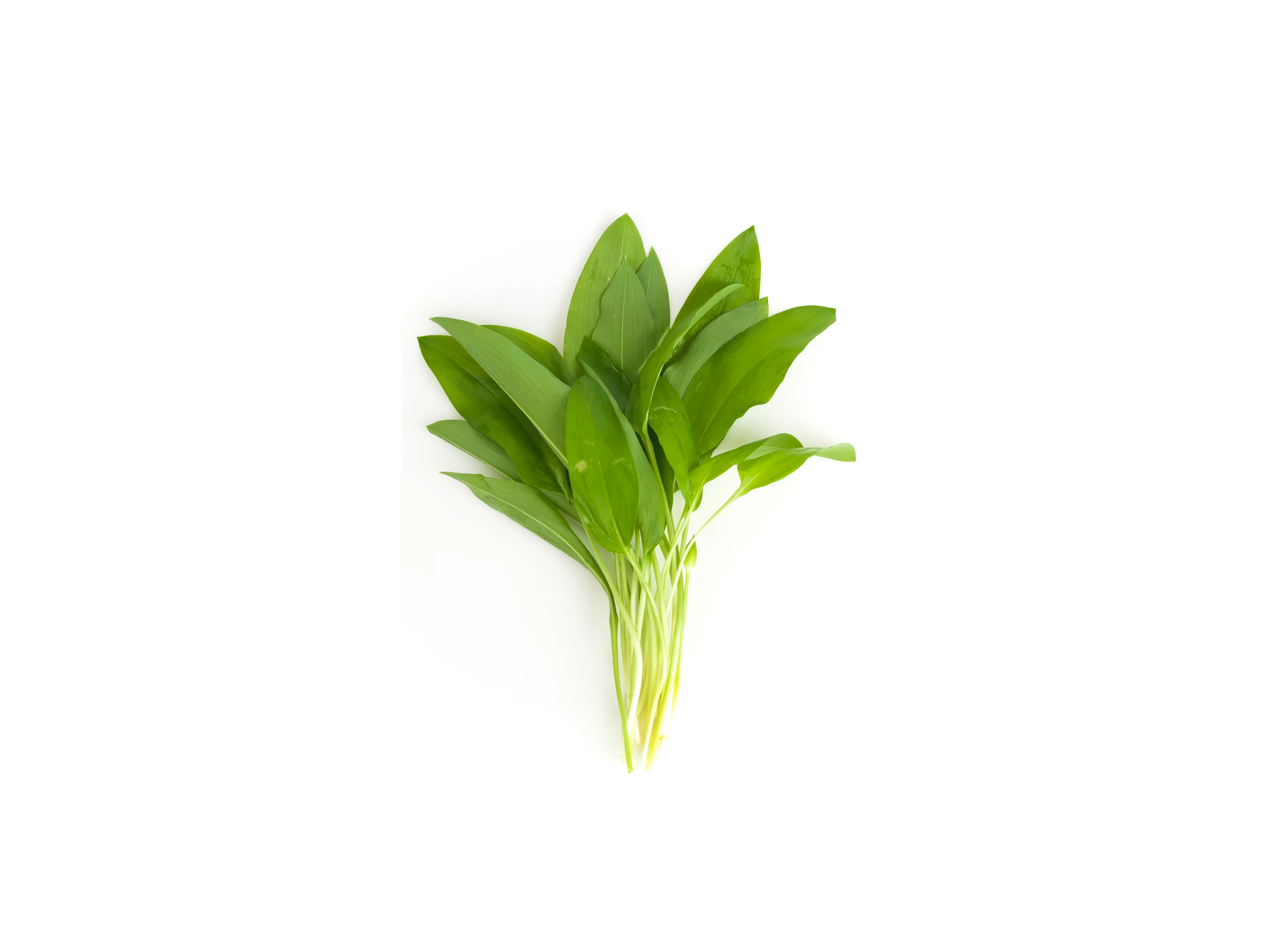 Aglio orsino