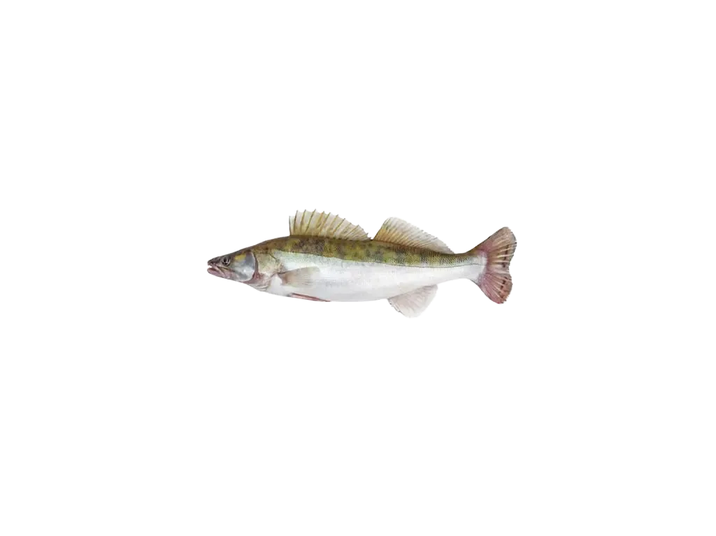 Zander